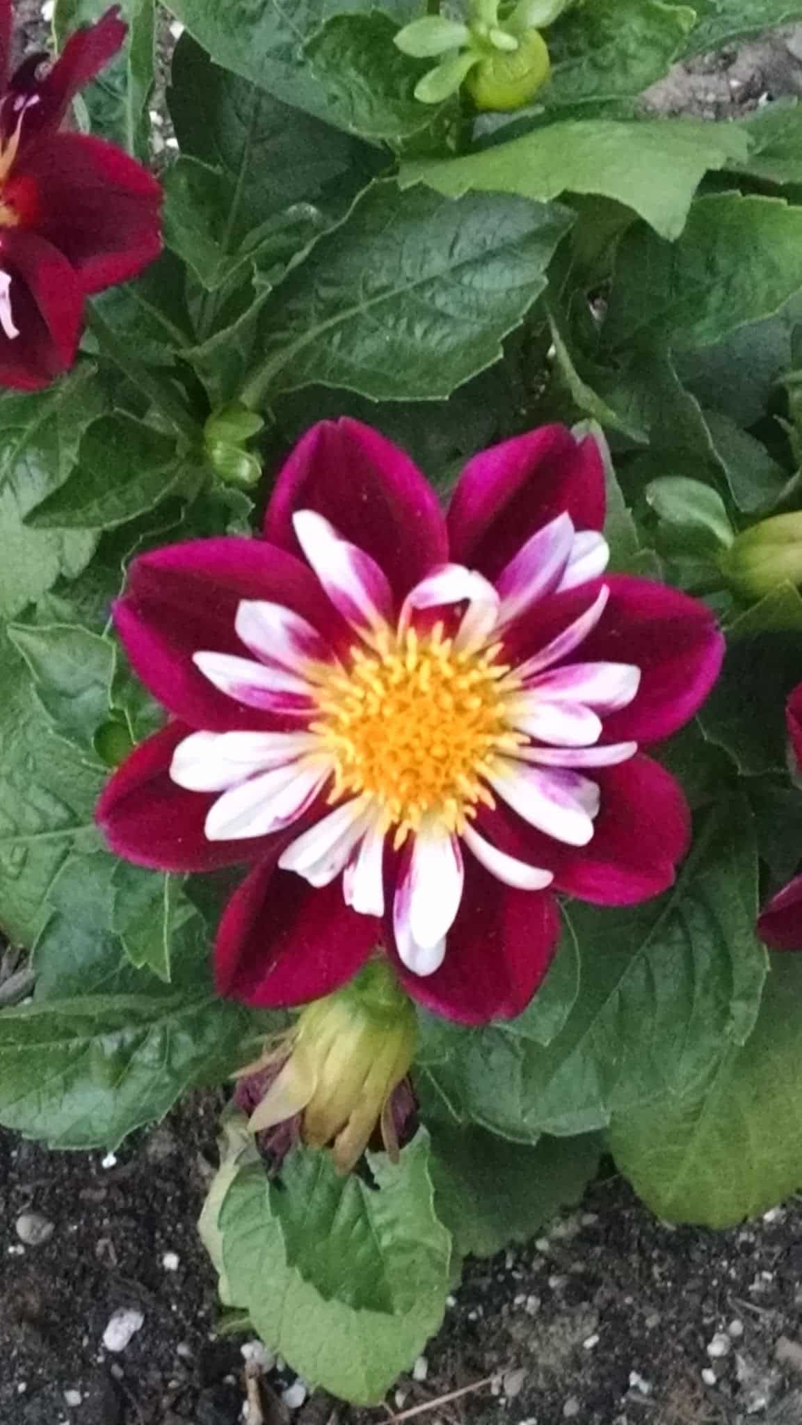 Townsend Park - New Brighton, PA