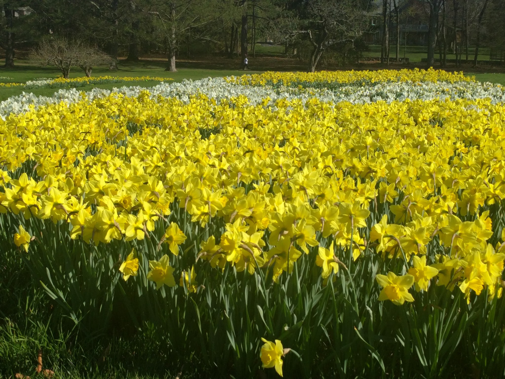 Irwin Park - New Canaan, CT