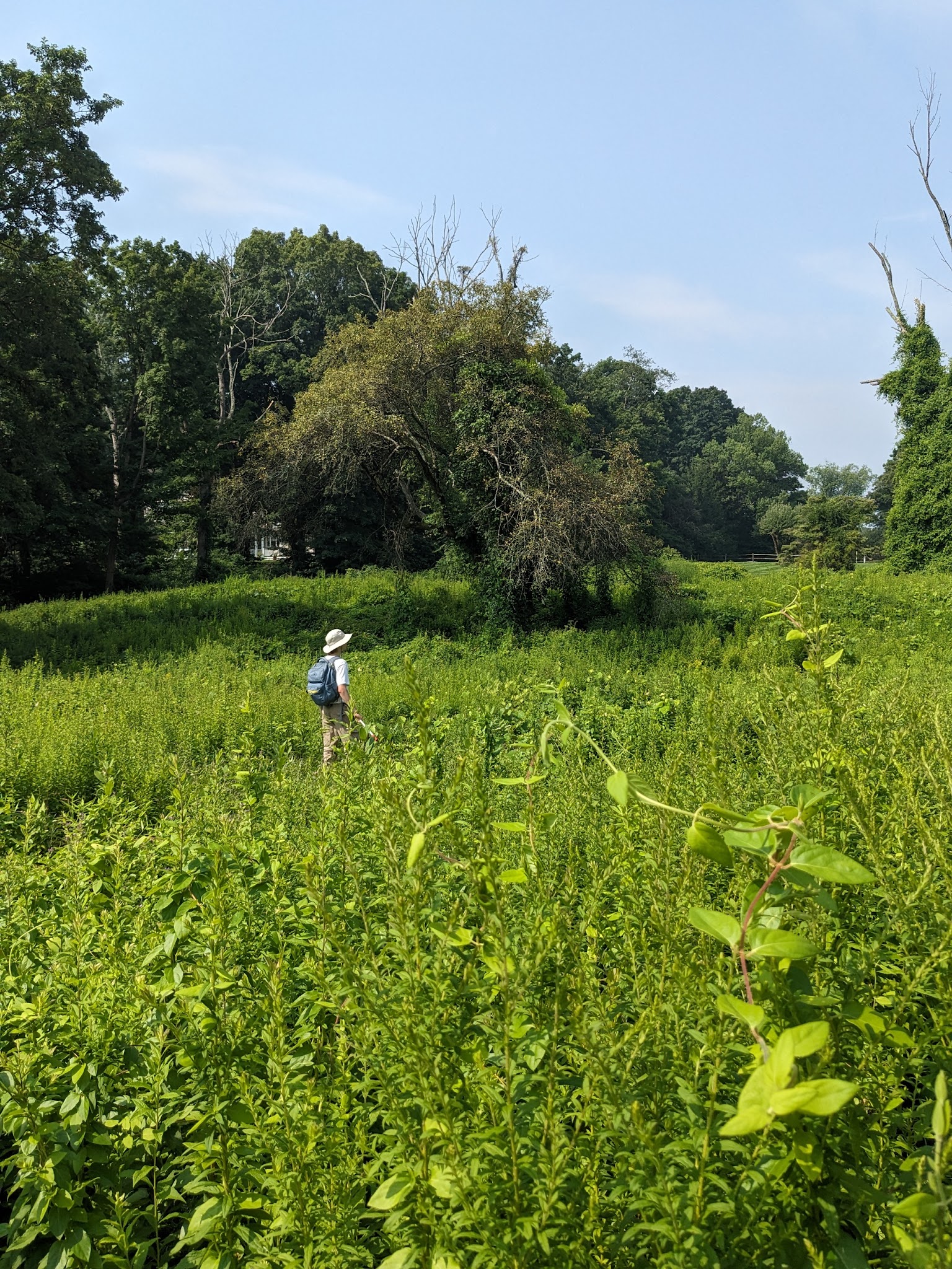 Livingston-Higley Meadow (NCLT) - New Canaan, CT
