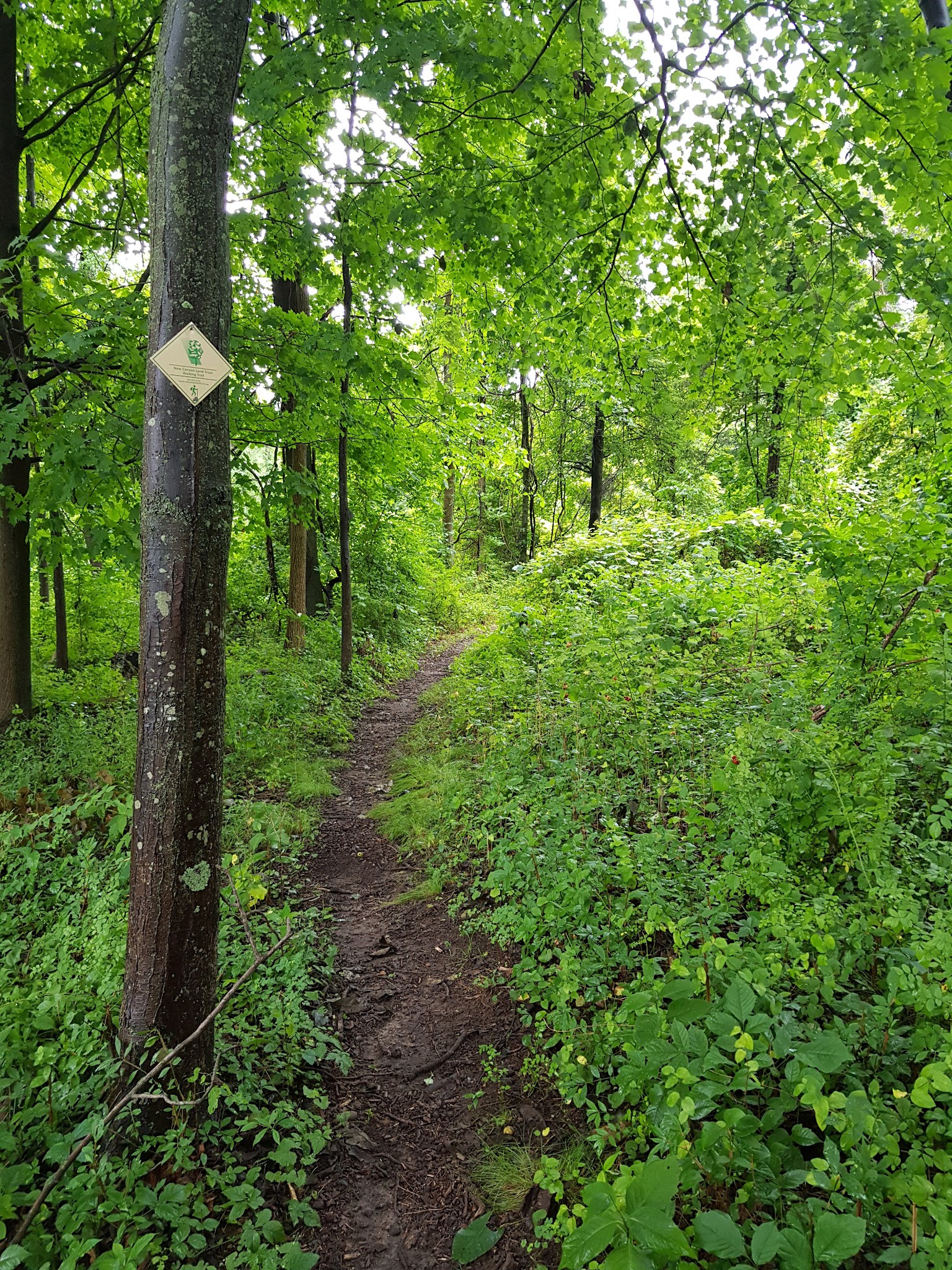 Livingston-Higley Meadow (NCLT) - New Canaan, CT