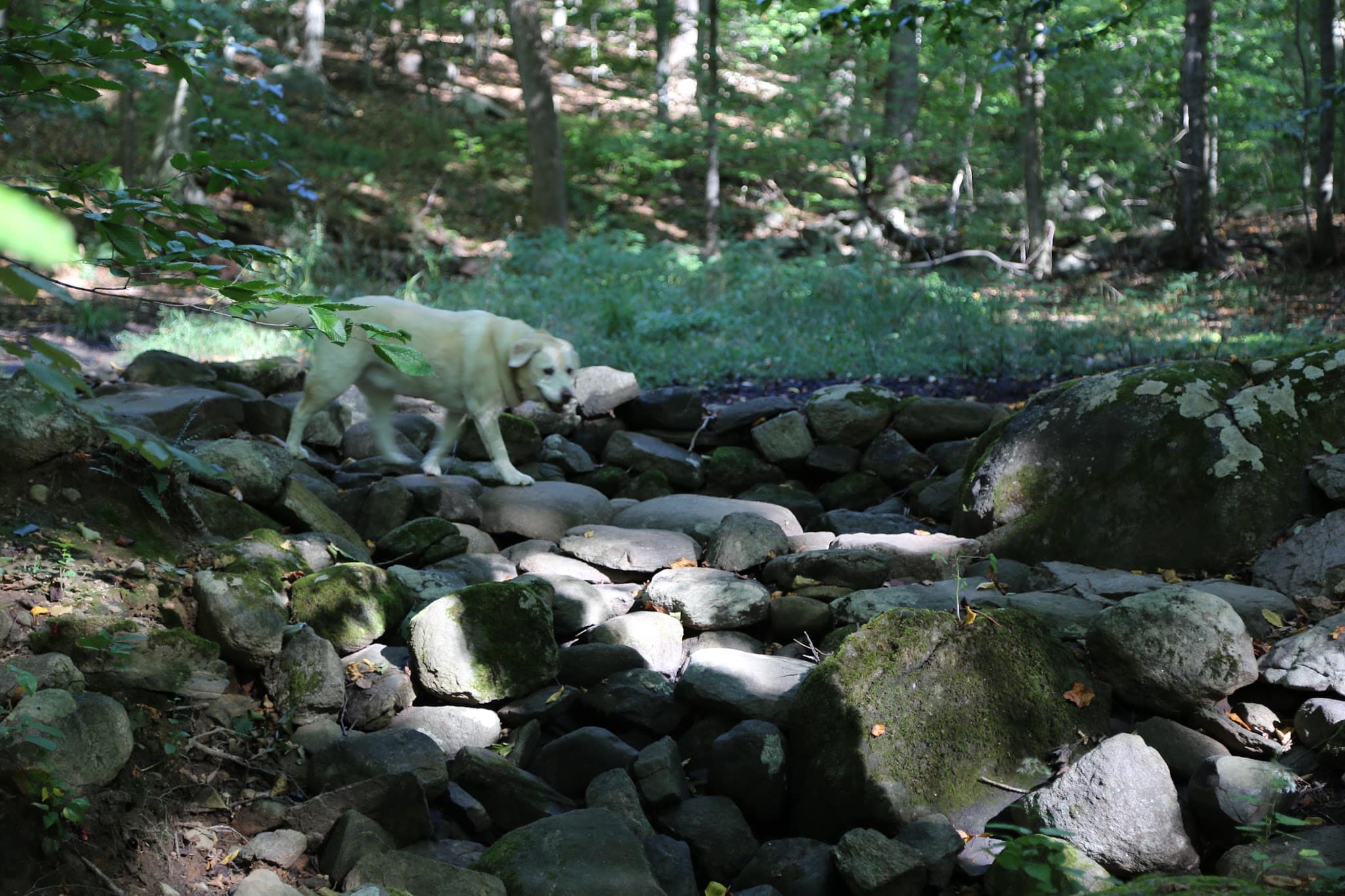 Watson Symington Woodlands (NCLT) - New Canaan, CT