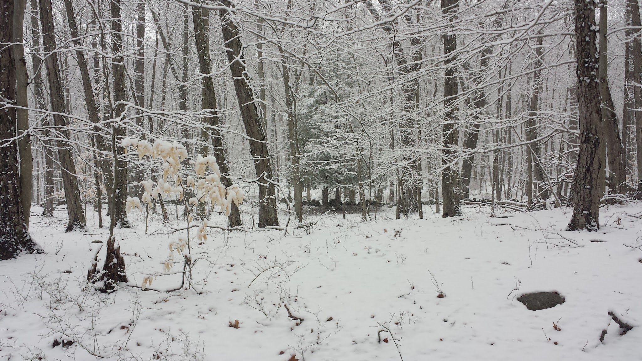 Watson Symington Woodlands (NCLT) - New Canaan, CT