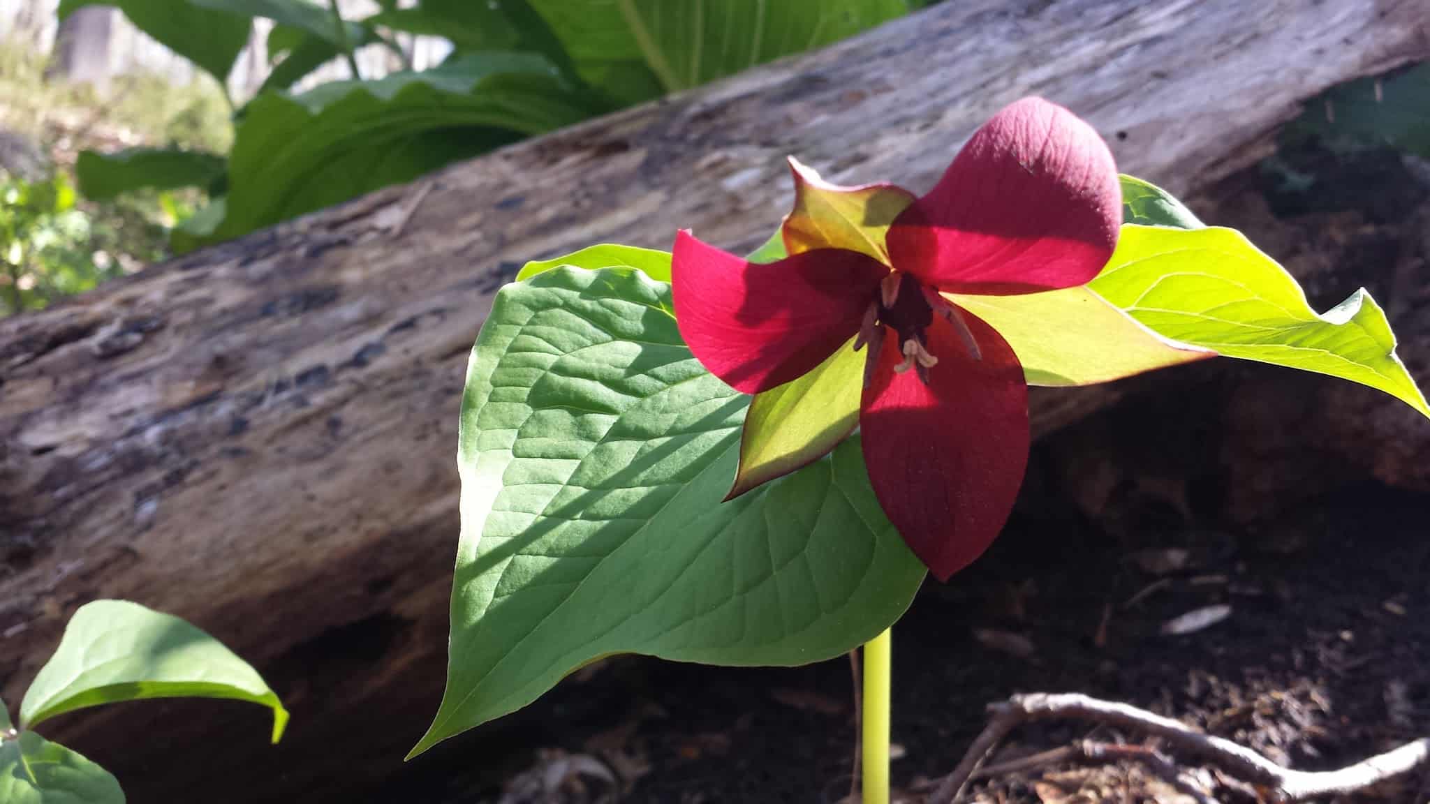 Watson Symington Woodlands (NCLT) - New Canaan, CT