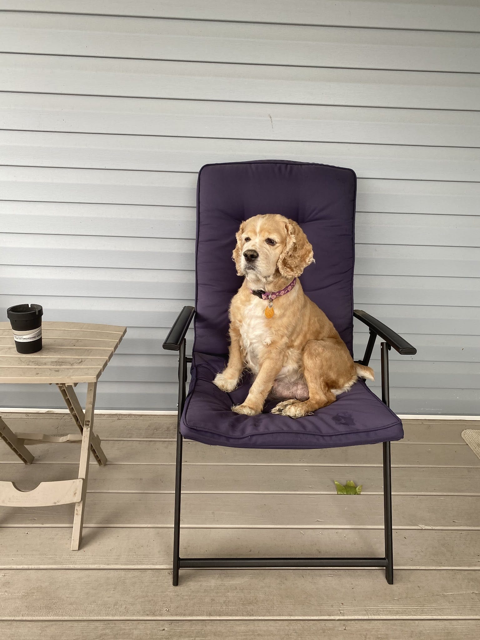 Springhill Animal Clinic - New Freeport, PA