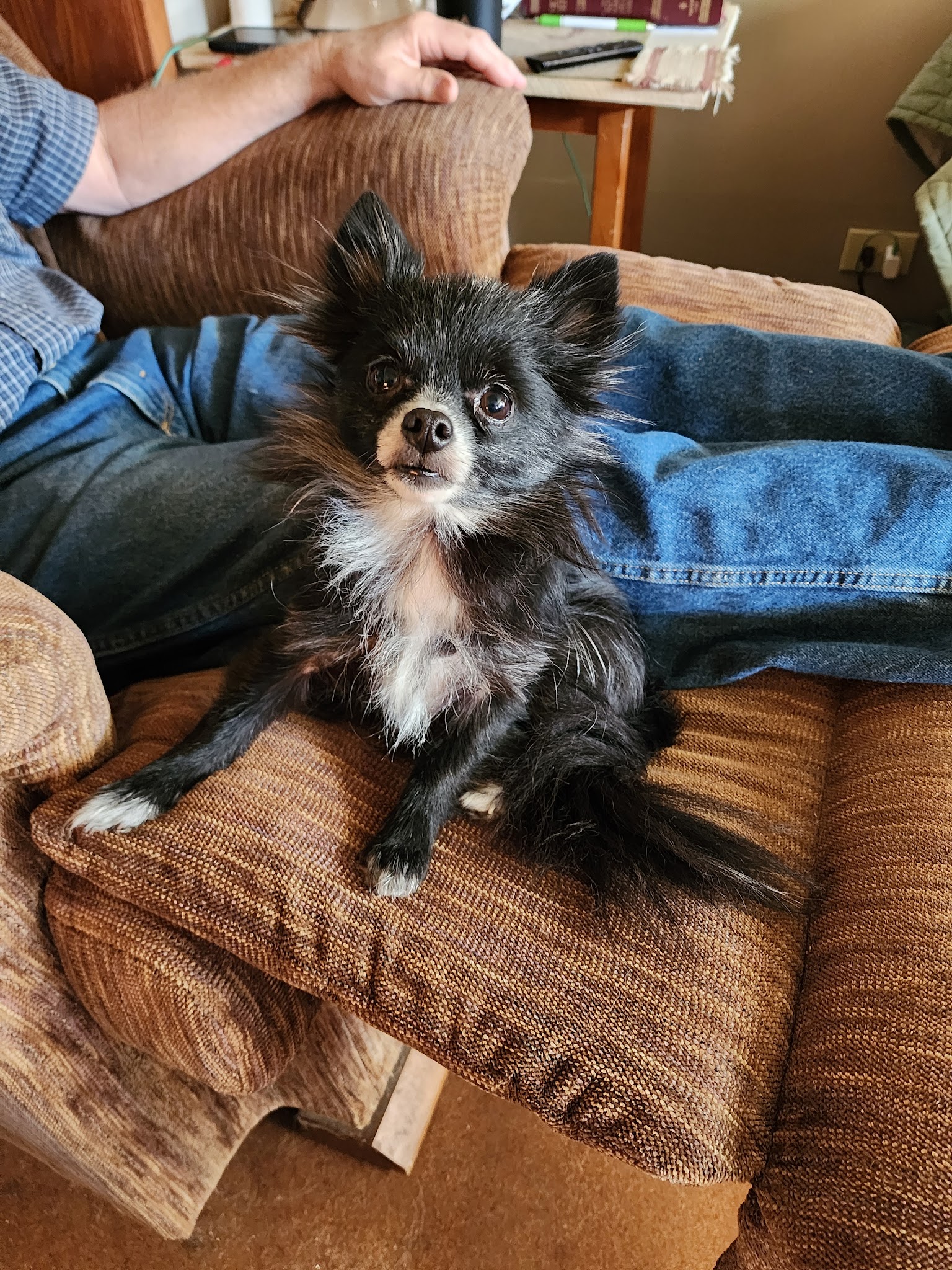 Springhill Animal Clinic - New Freeport, PA