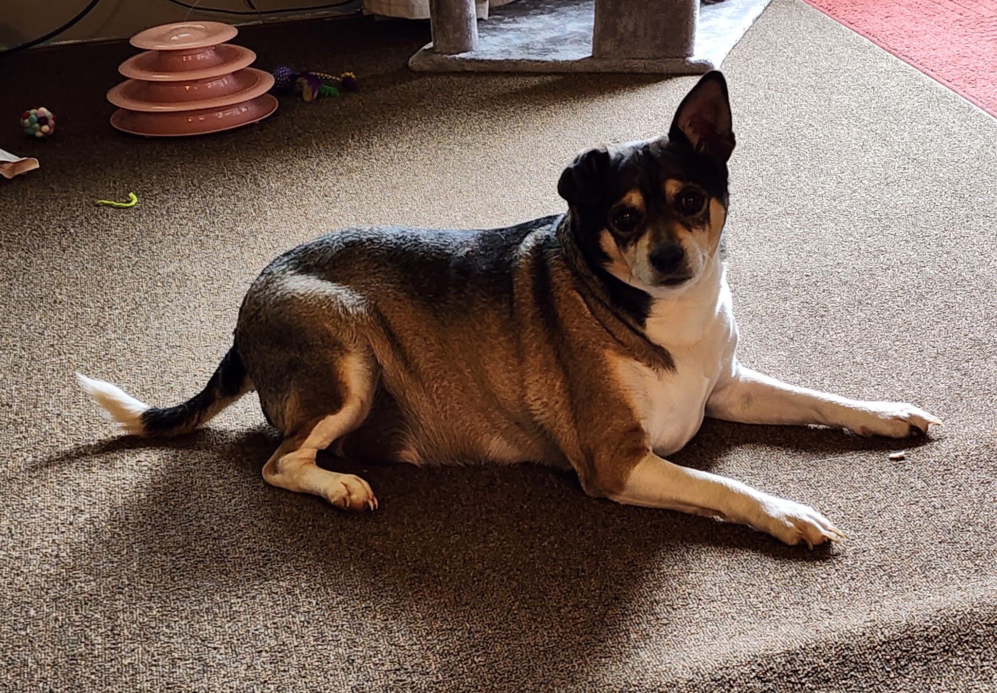 Springhill Animal Clinic - New Freeport, PA