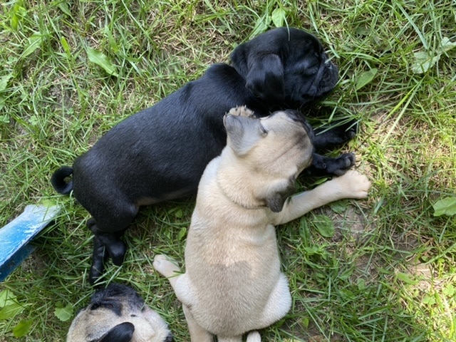 Fox Farm Kennel - New Ipswich, NH
