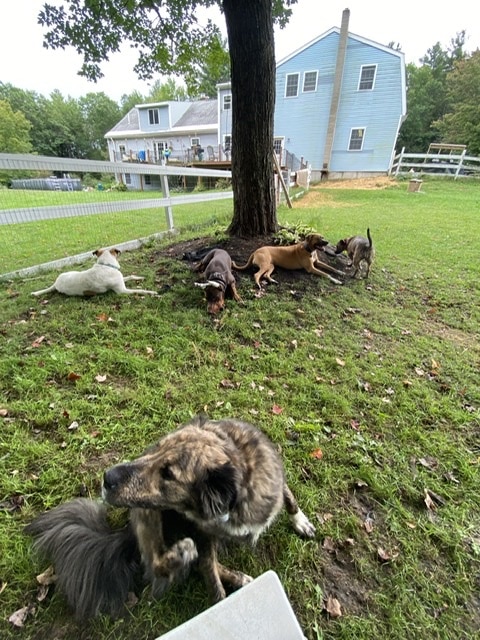 Fox Farm Kennel - New Ipswich, NH
