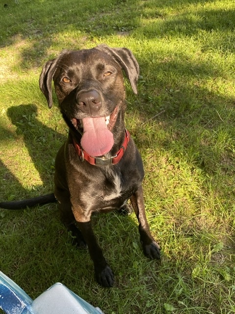Fox Farm Kennel - New Ipswich, NH