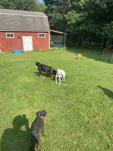 Fox Farm Kennel - New Ipswich, NH