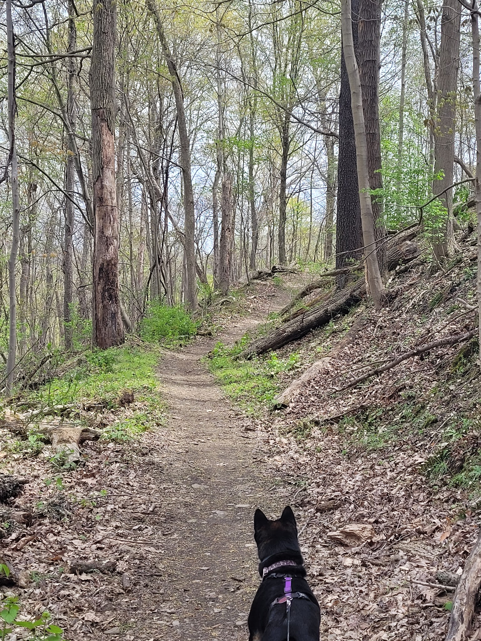 Barking Slopes Conservation Area - New Kensington, PA
