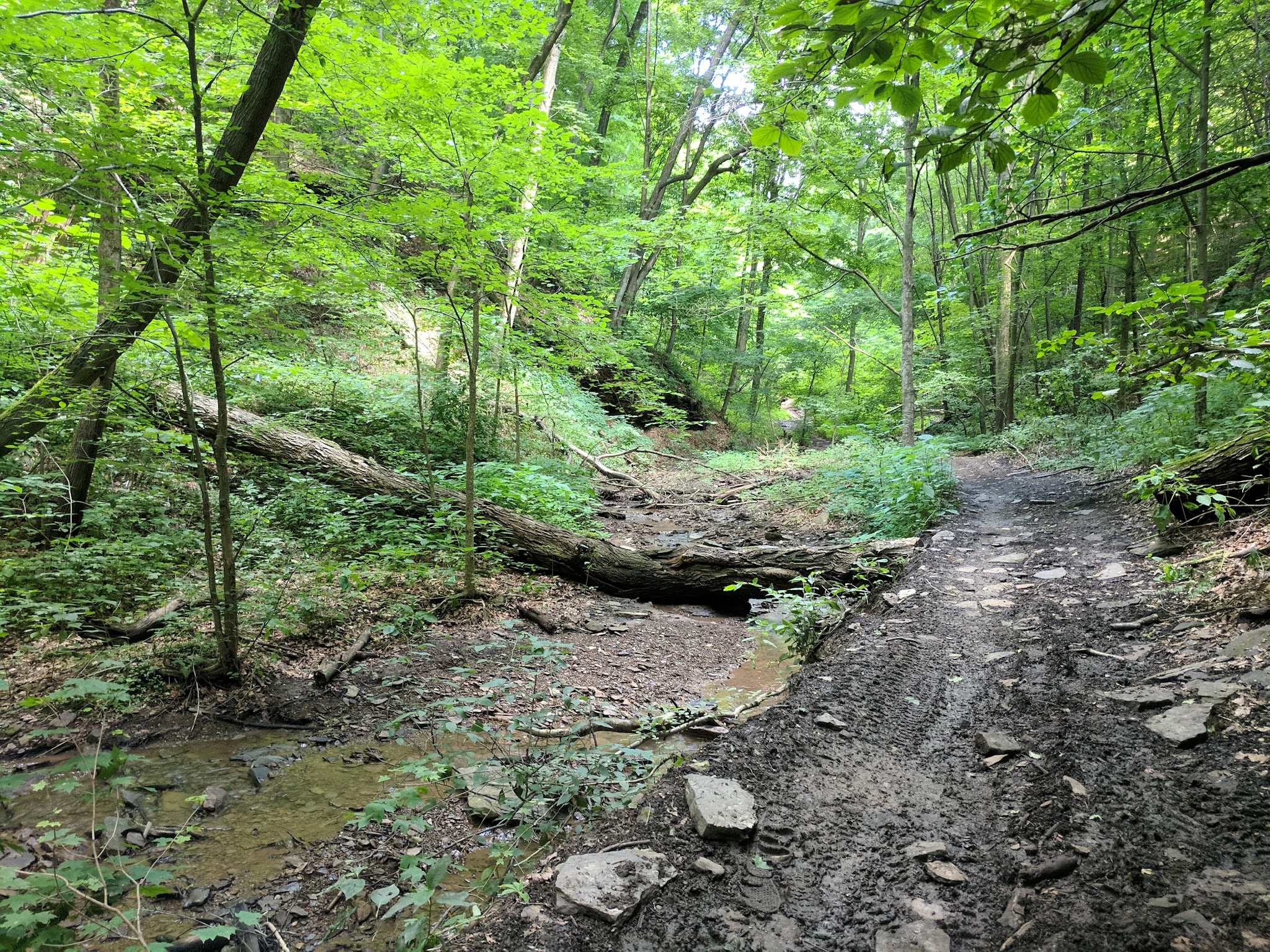 Barking Slopes Conservation Area - New Kensington, PA