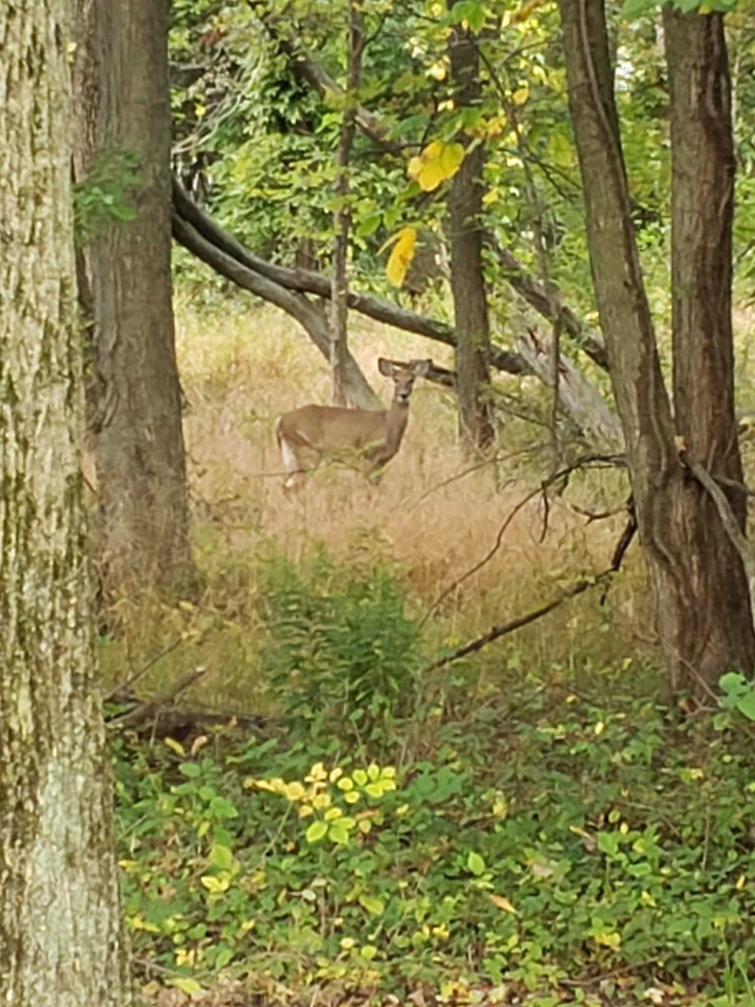 Jaycees Park - New Providence, NJ