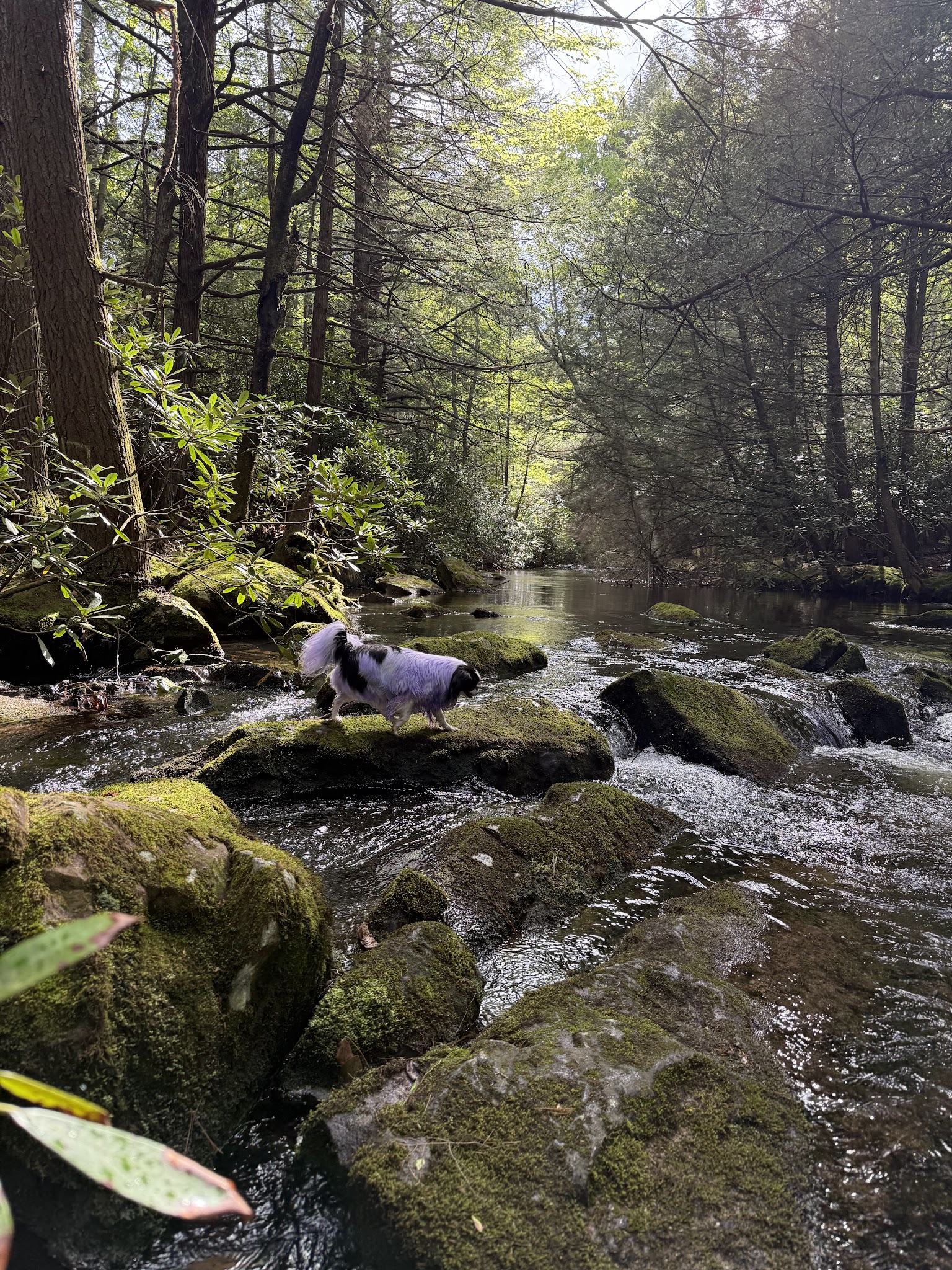 Hipcamp at Hawk Shadow Farm - New Ringgold, PA