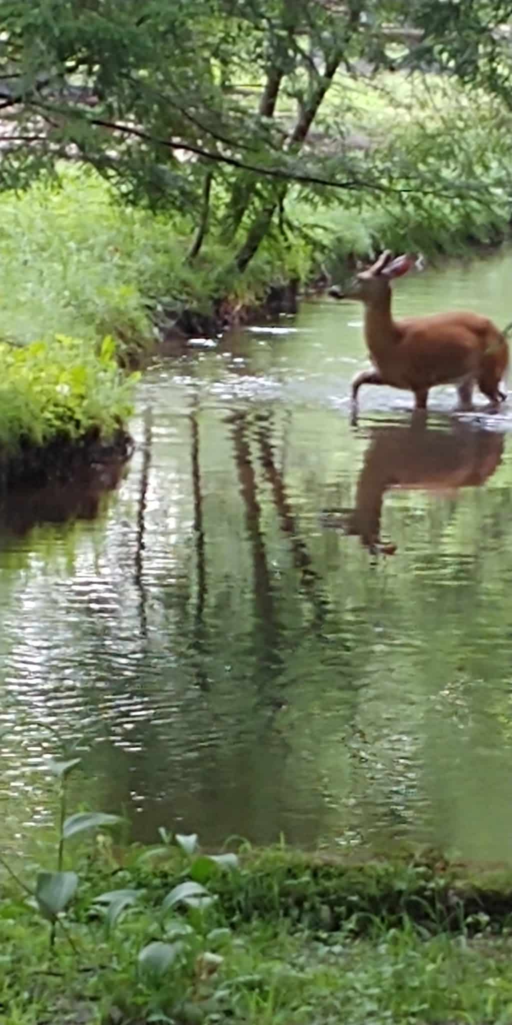 Laurel Lake Campsites - New Ringgold, PA