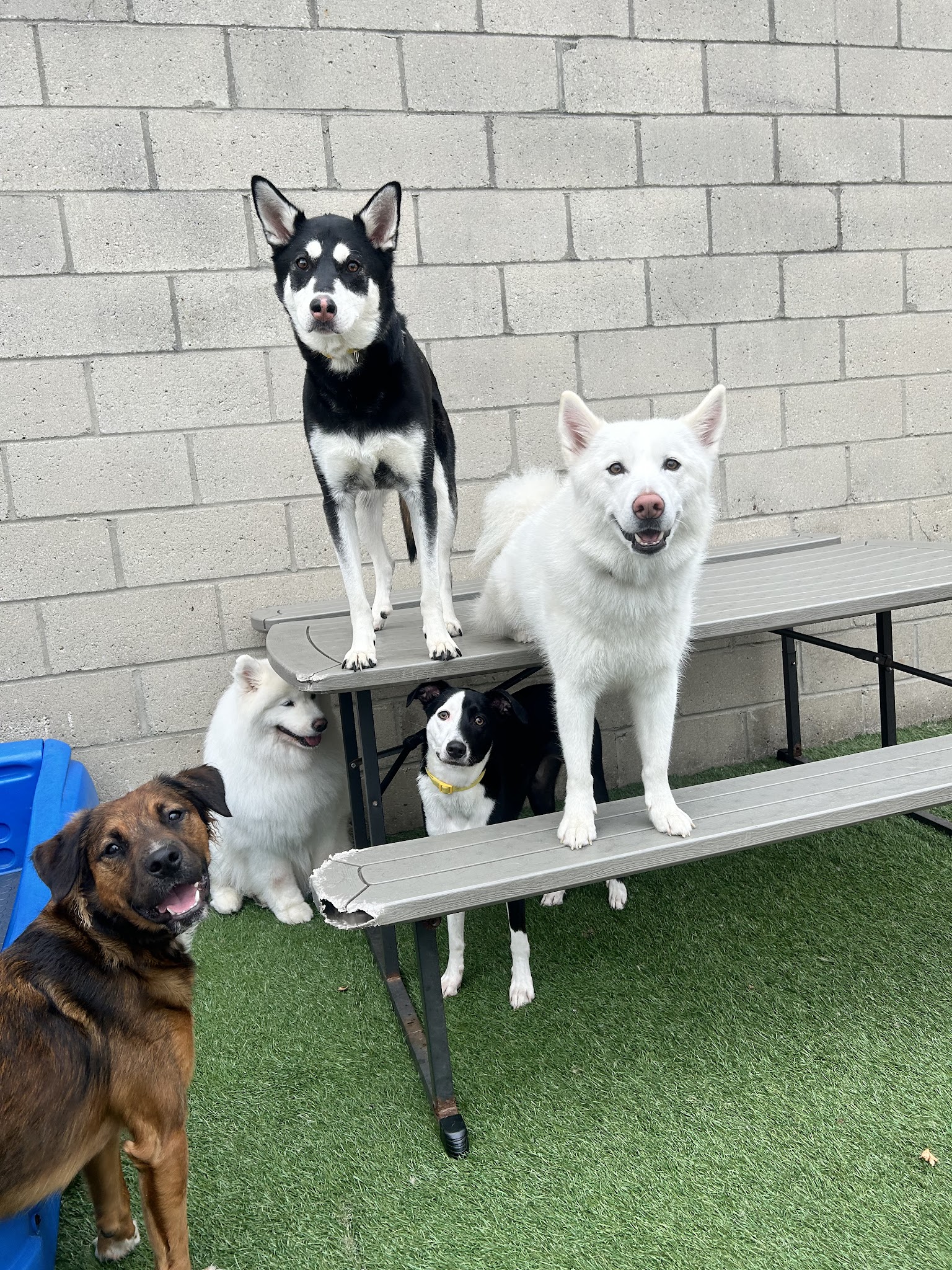 Dogtopia of New Rochelle - New Rochelle, NY