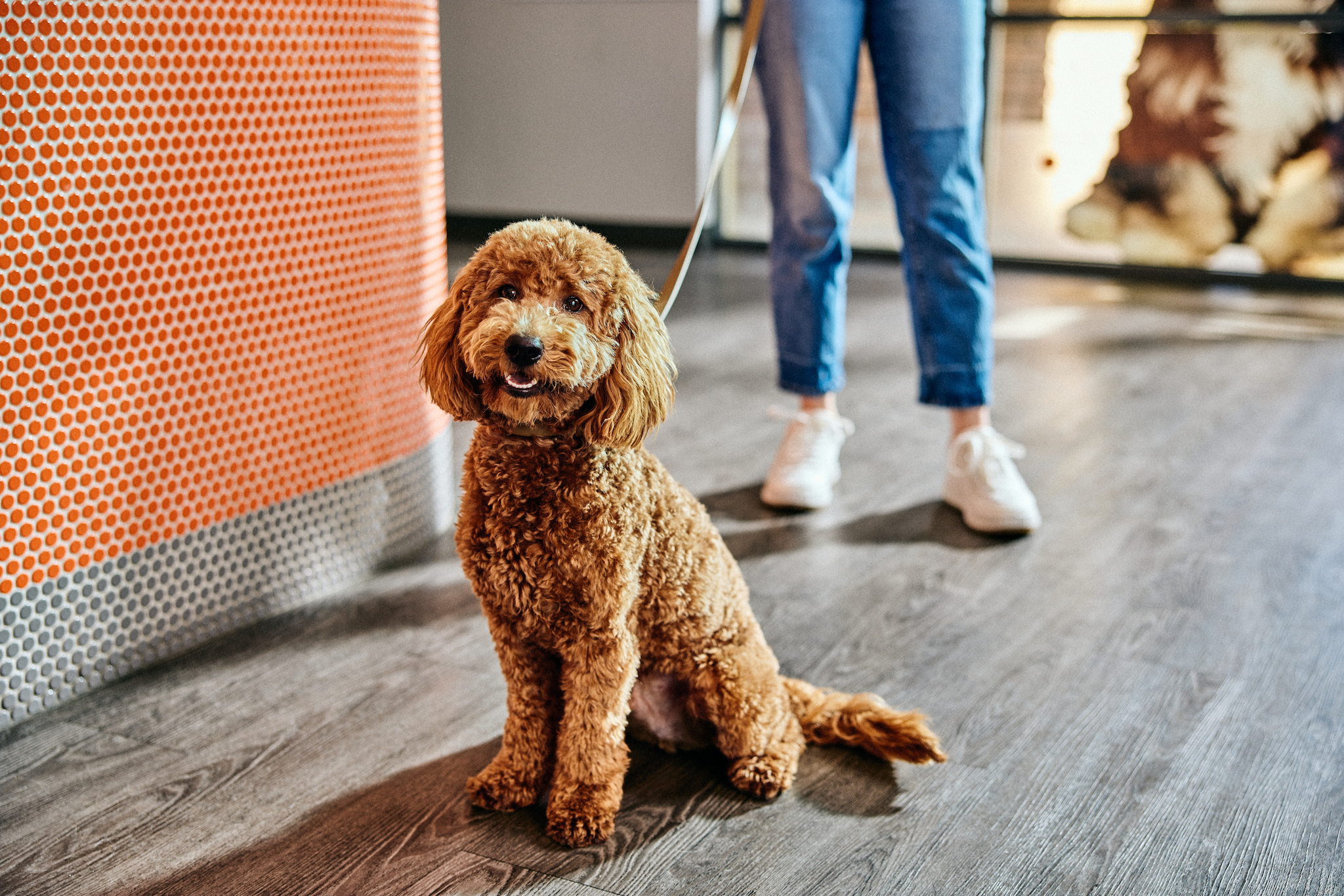 Dogtopia of New Rochelle - New Rochelle, NY