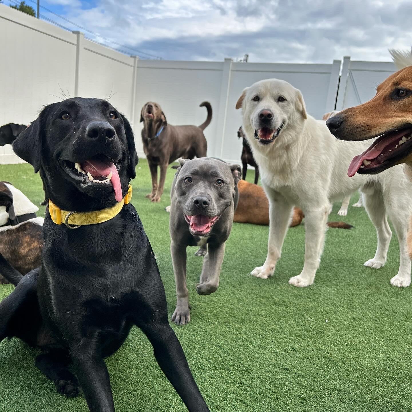 Dogtopia of New Rochelle - New Rochelle, NY