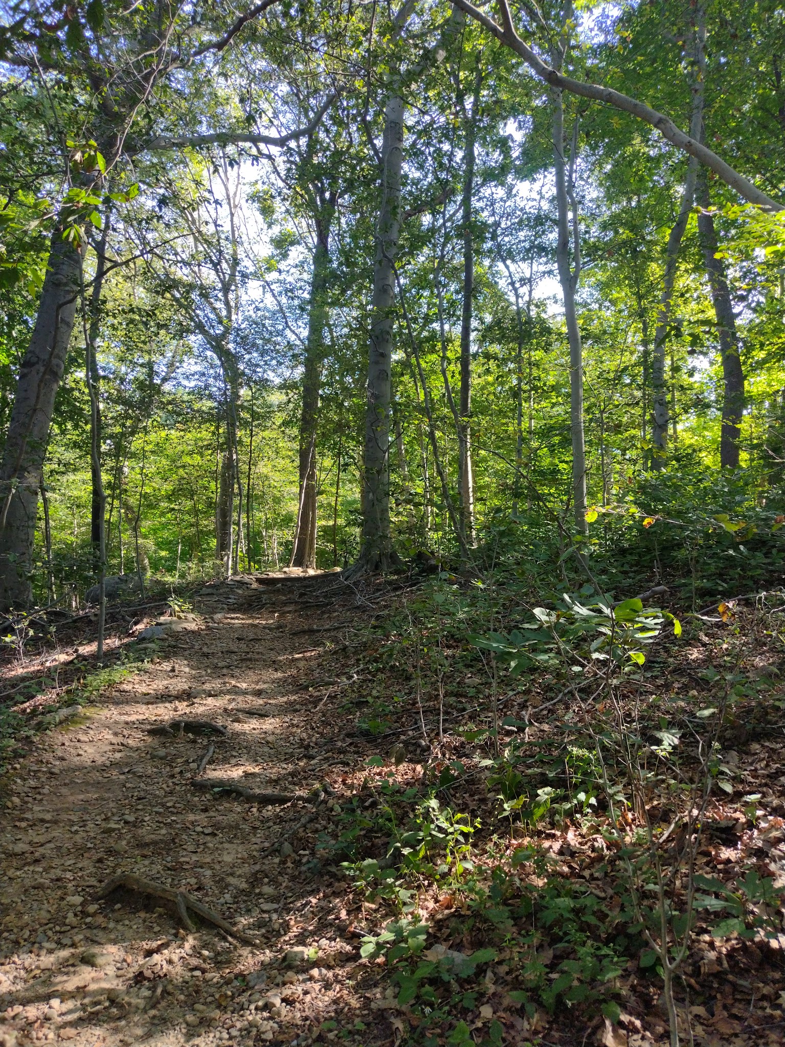 Leatherstocking Trail - New Rochelle, NY