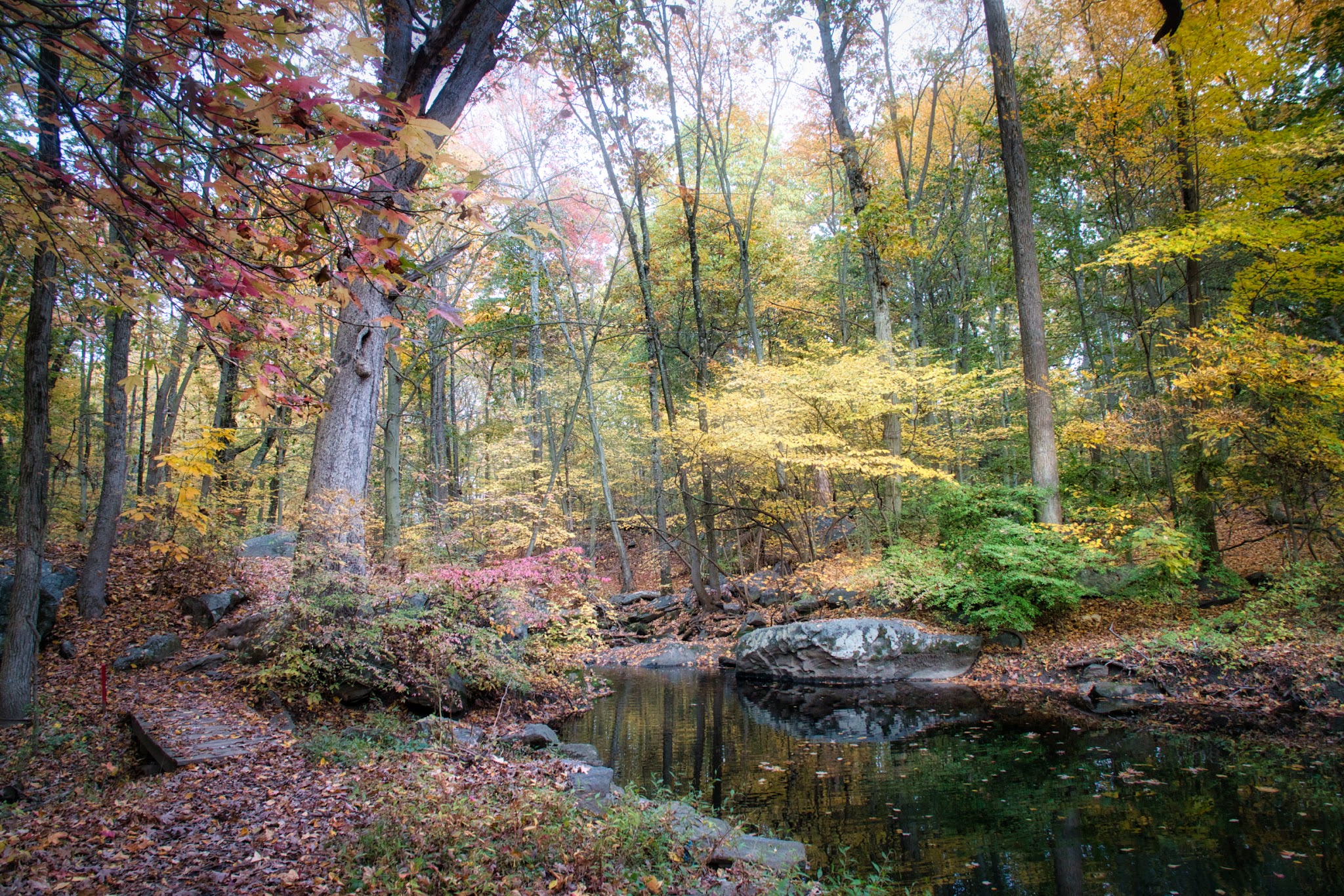 Leatherstocking Trail - New Rochelle, NY