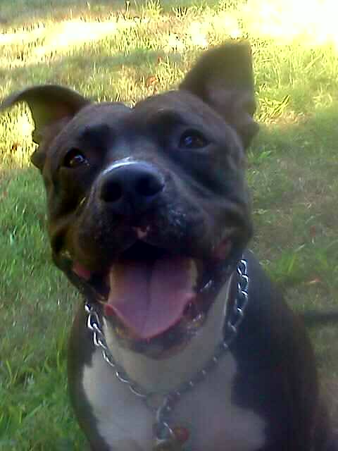 Sycamore Park - New Rochelle, NY