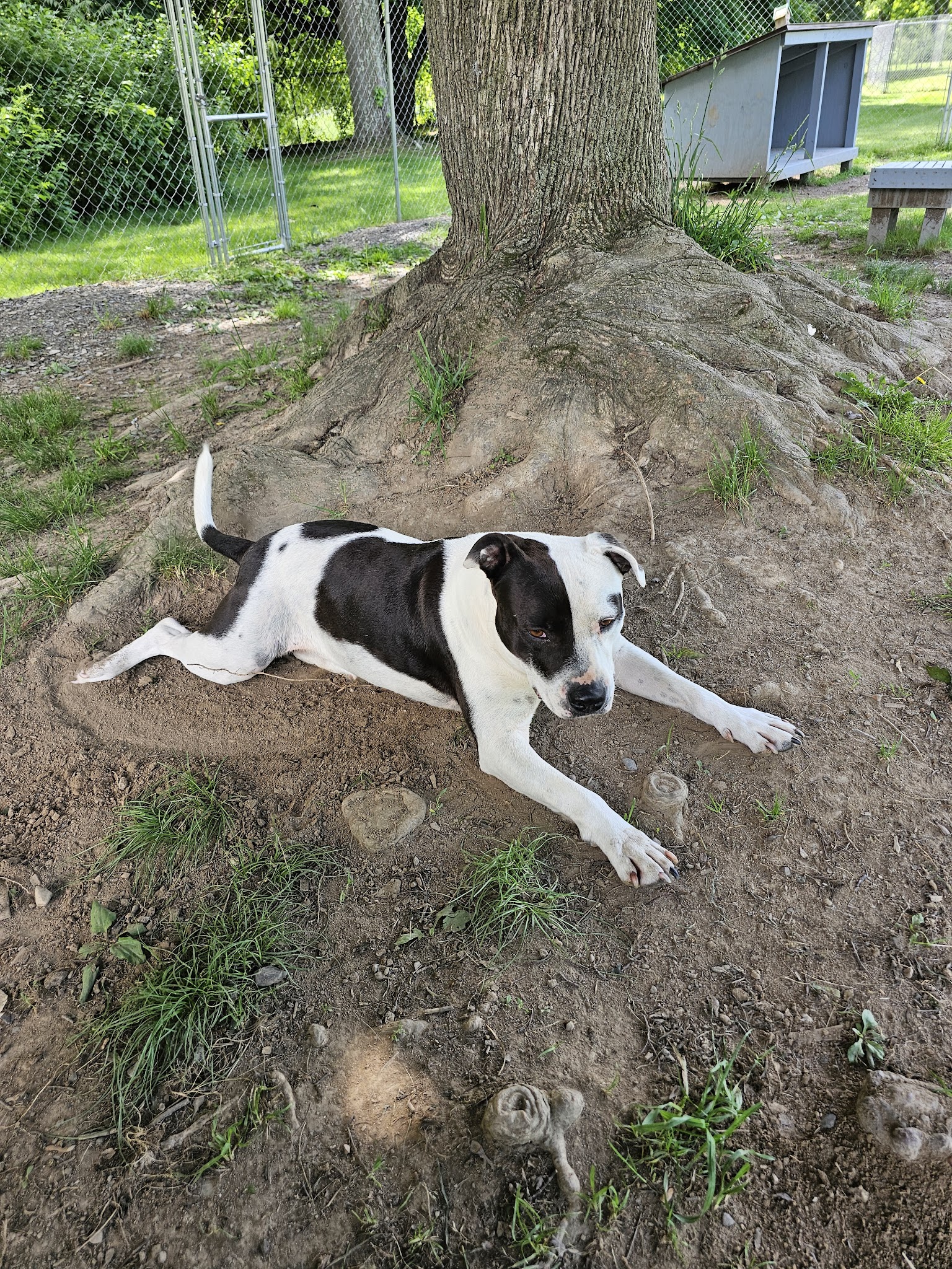 Hudson Valley SPCA - New Windsor, NY