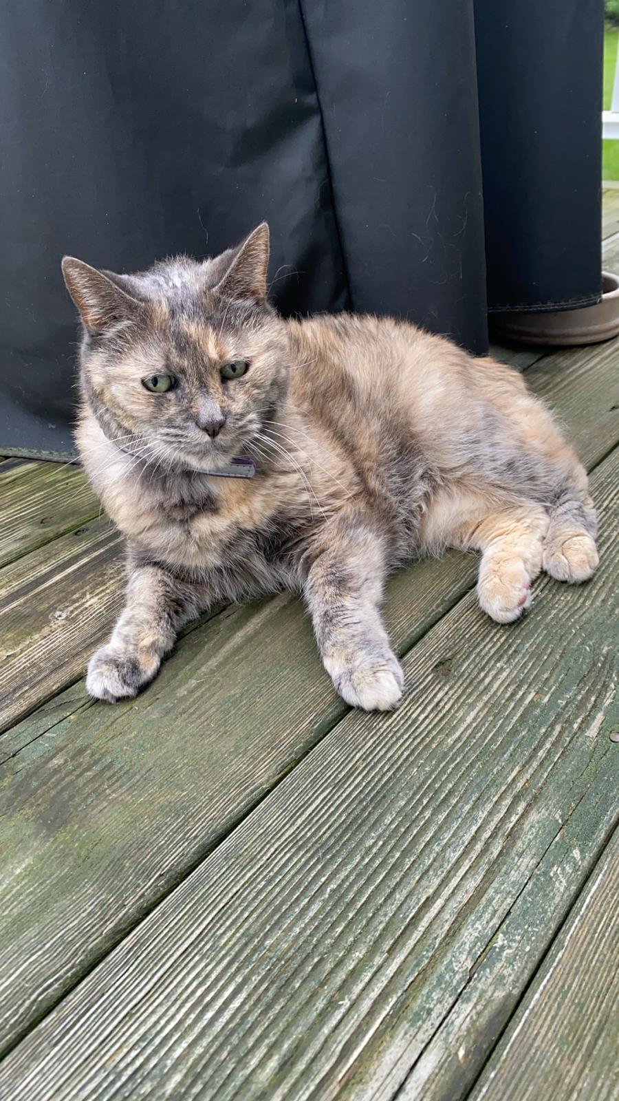 Hudson Valley SPCA - New Windsor, NY