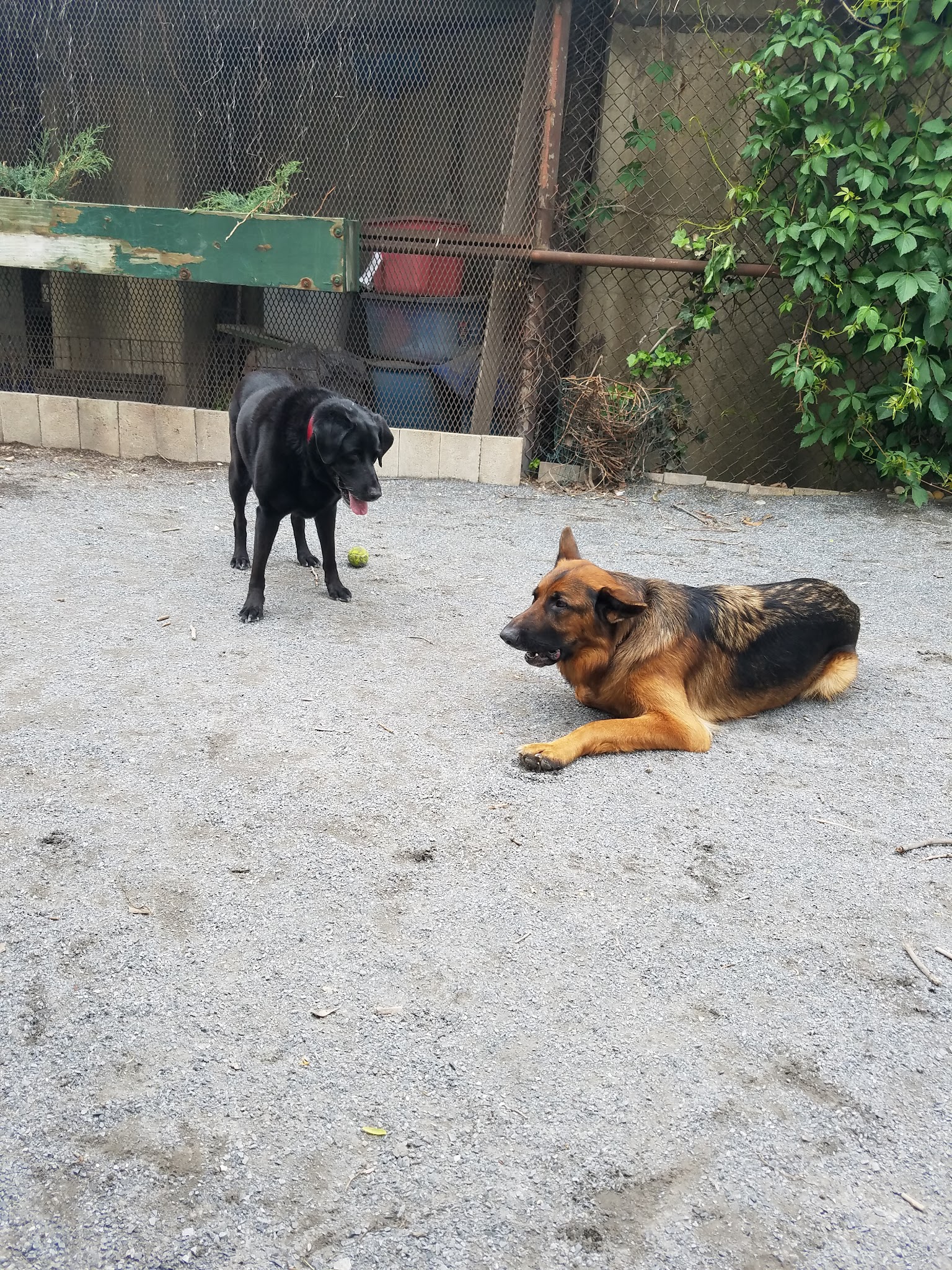 Astro's Community Dog Run - New York, NY