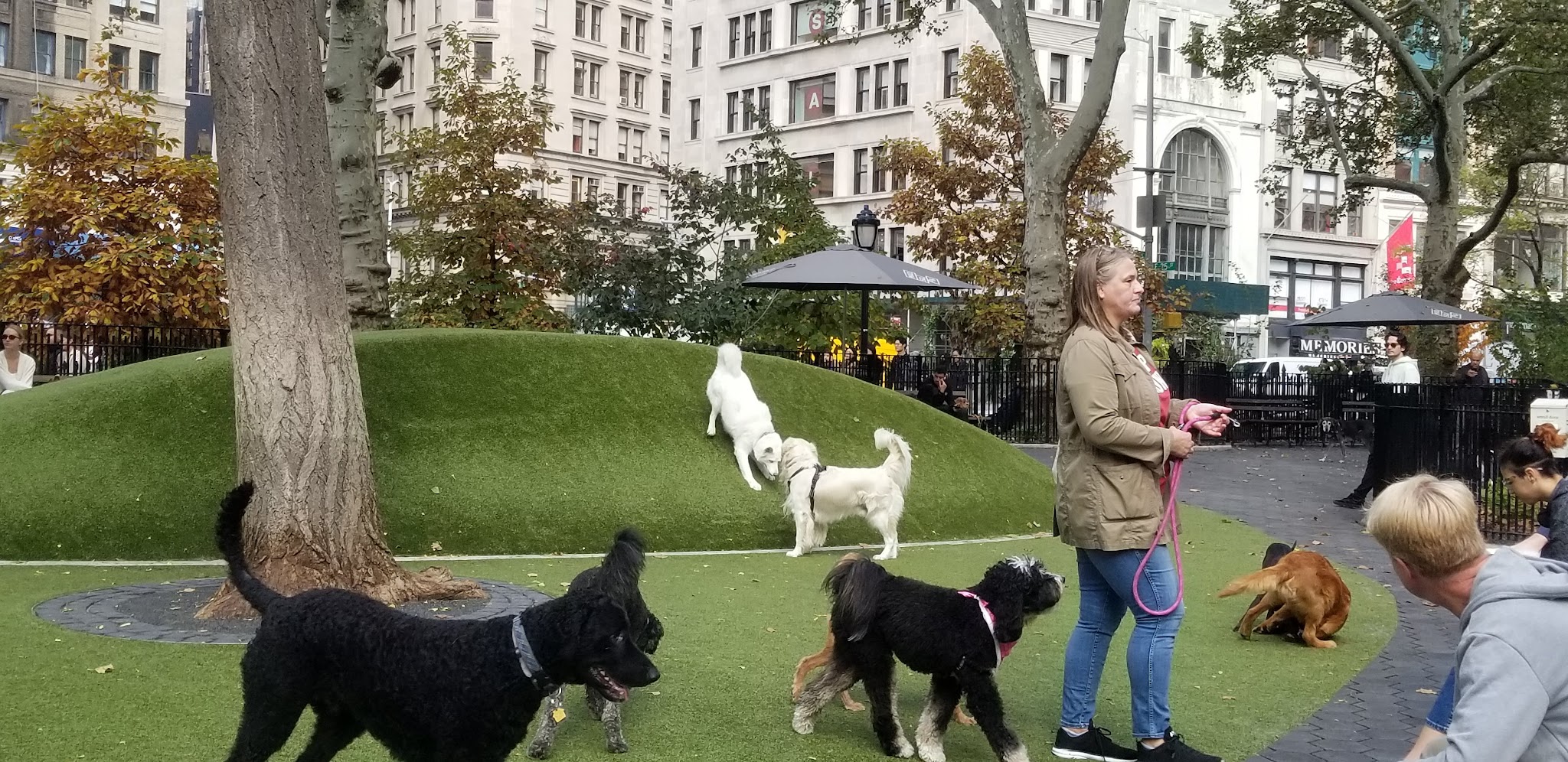 Dog Park - New York, NY