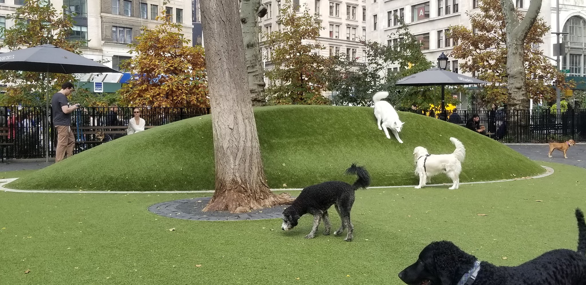 Dog Park - New York, NY