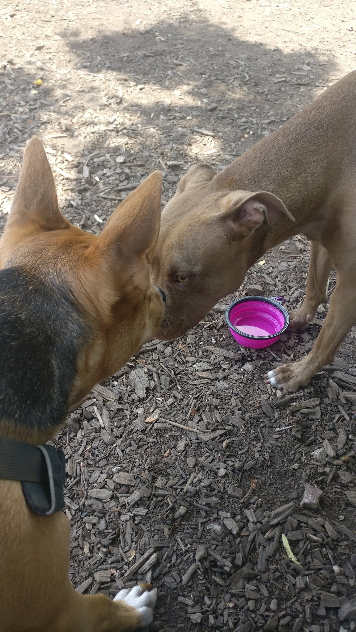 Dog Park - New York, NY
