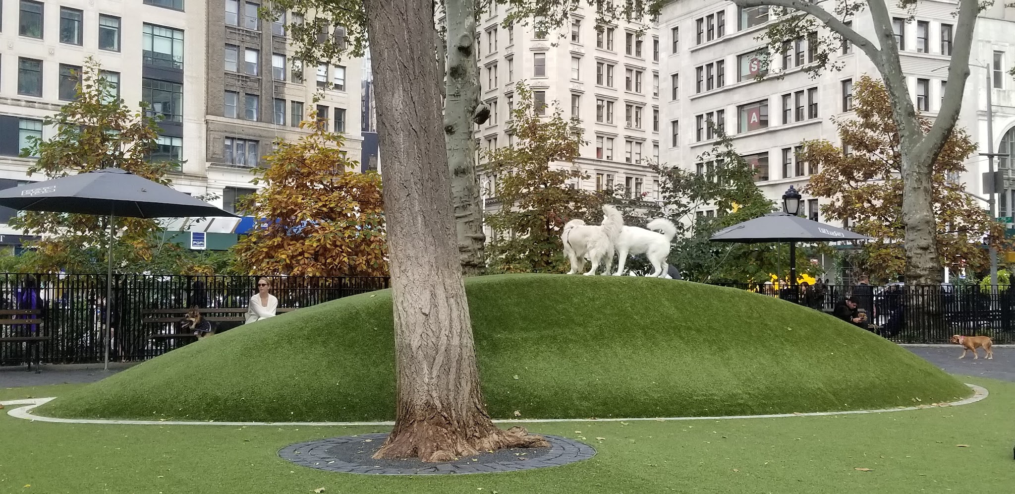 Dog Park - New York, NY