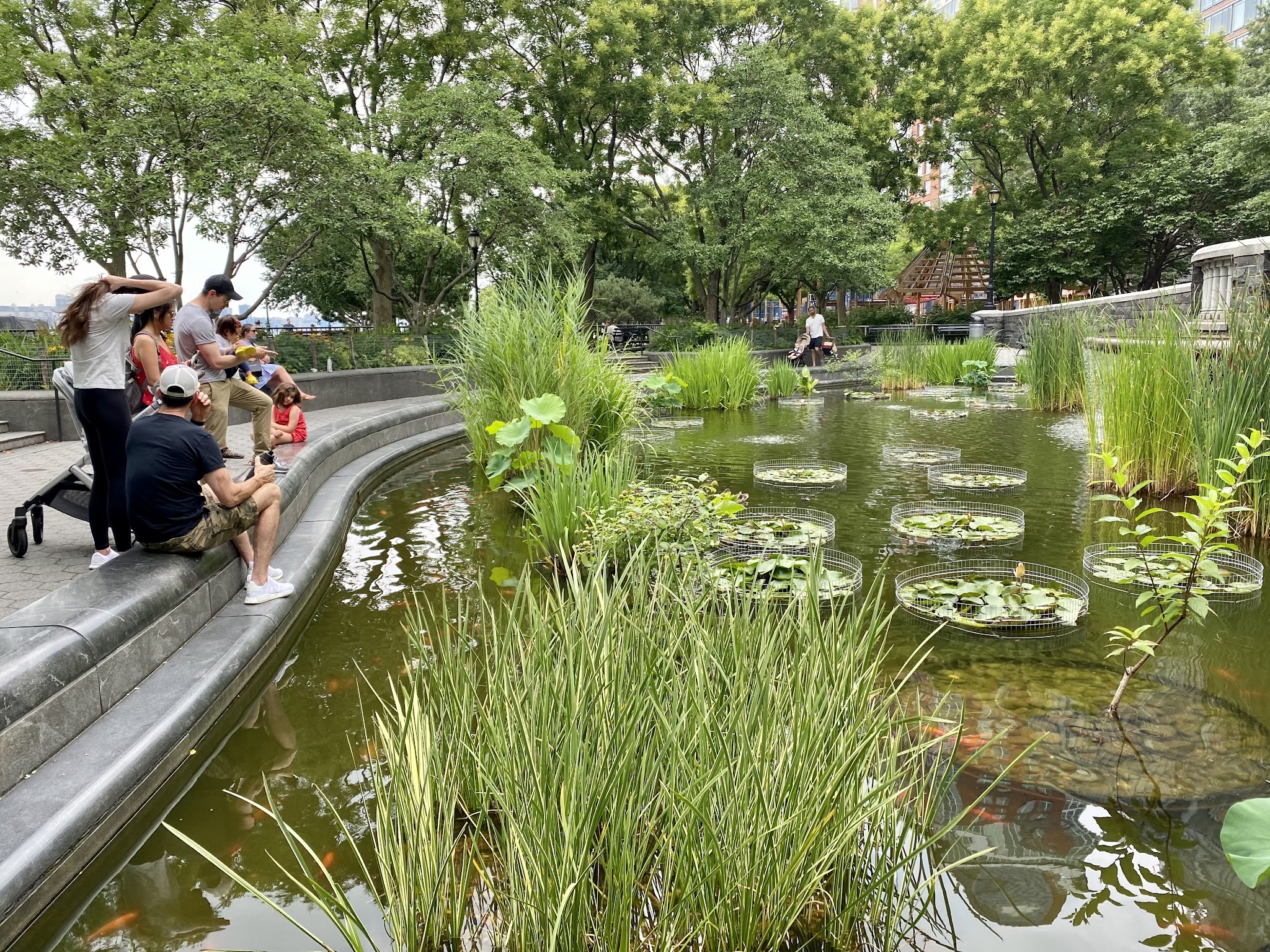 Lily Pond - New York, NY