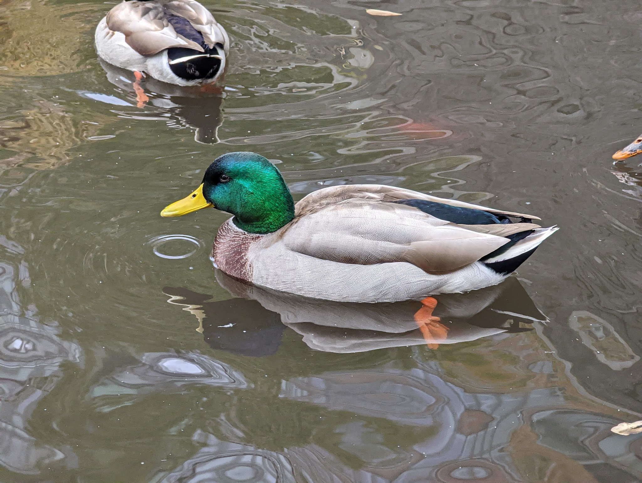 Lily Pond - New York, NY