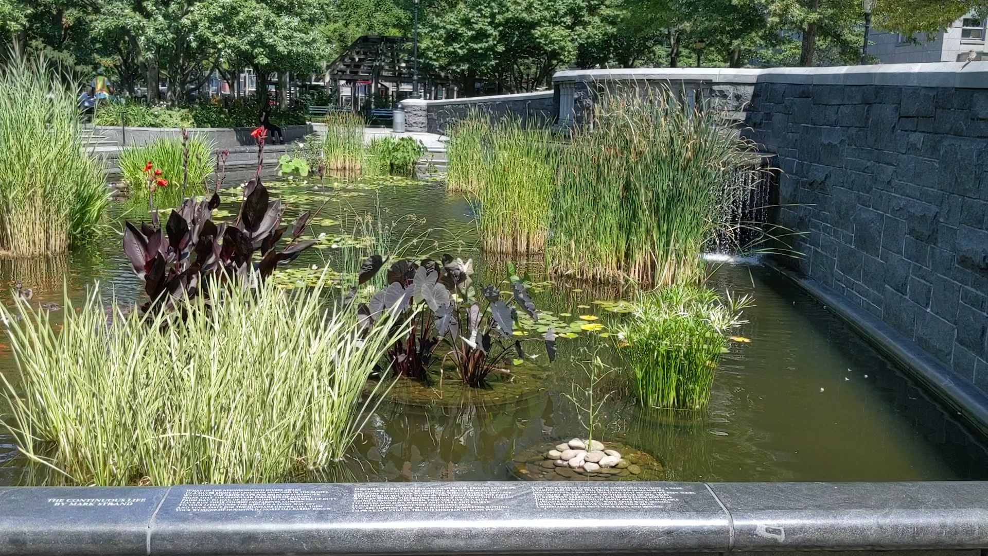 Lily Pond - New York, NY