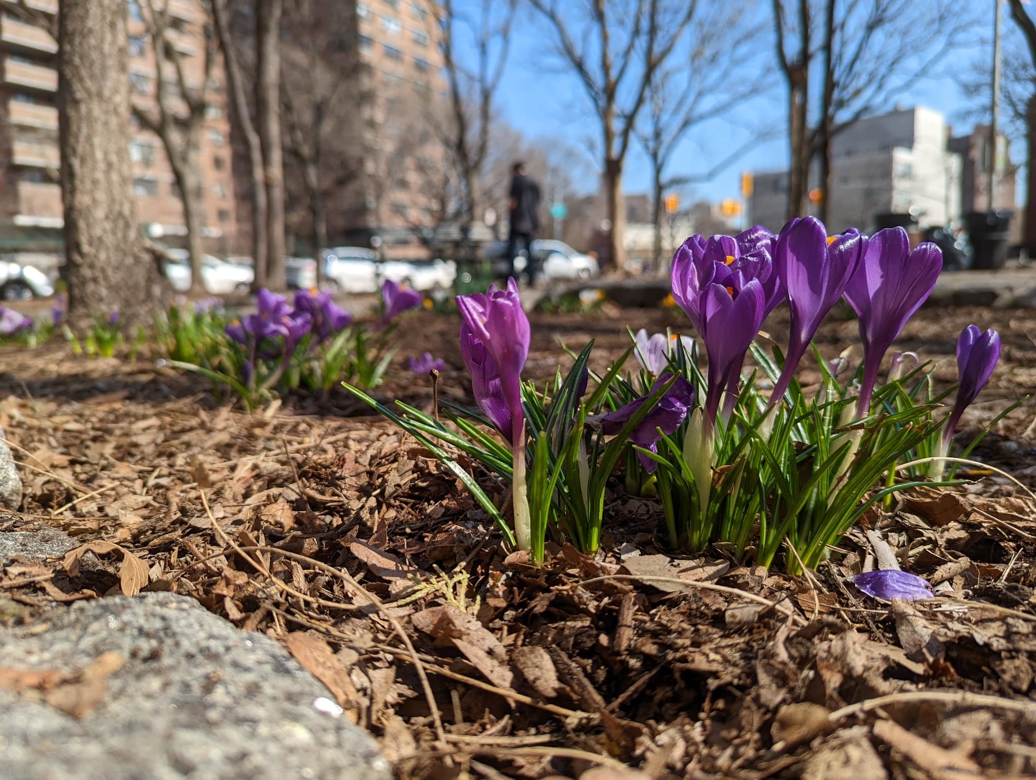 Montgomery Triangle Park - New York, NY