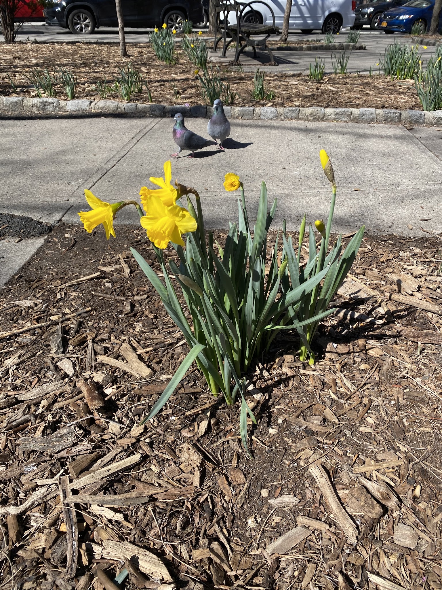 Montgomery Triangle Park - New York, NY