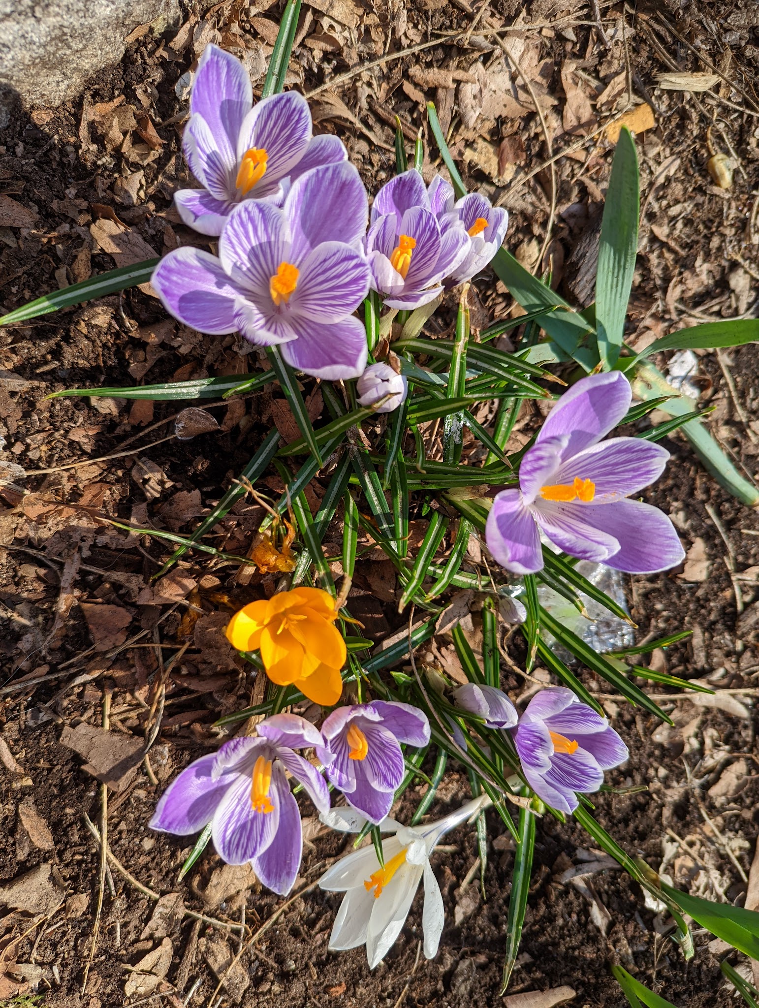 Montgomery Triangle Park - New York, NY