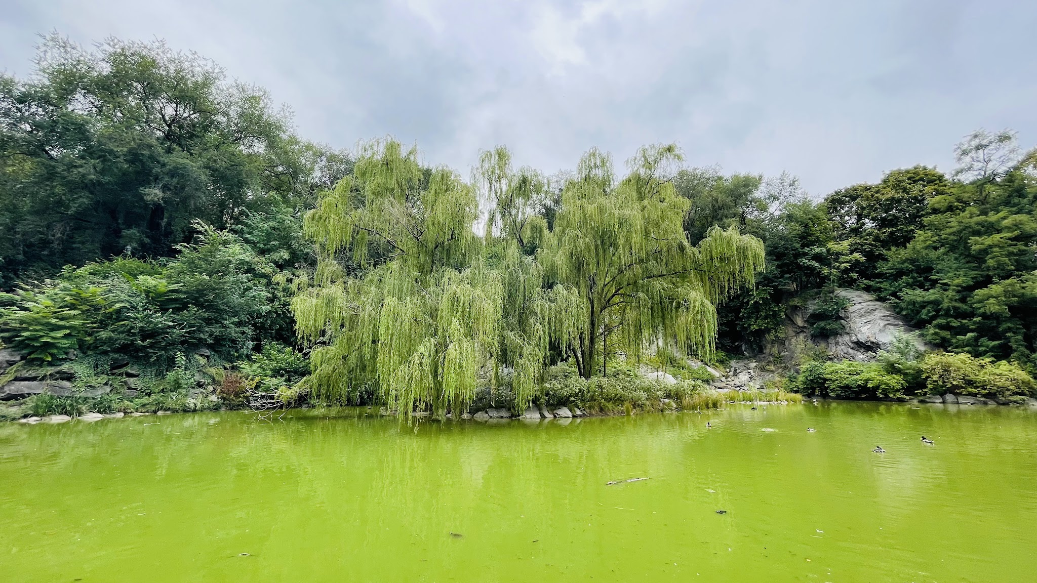 Morningside Waterfall - New York, NY