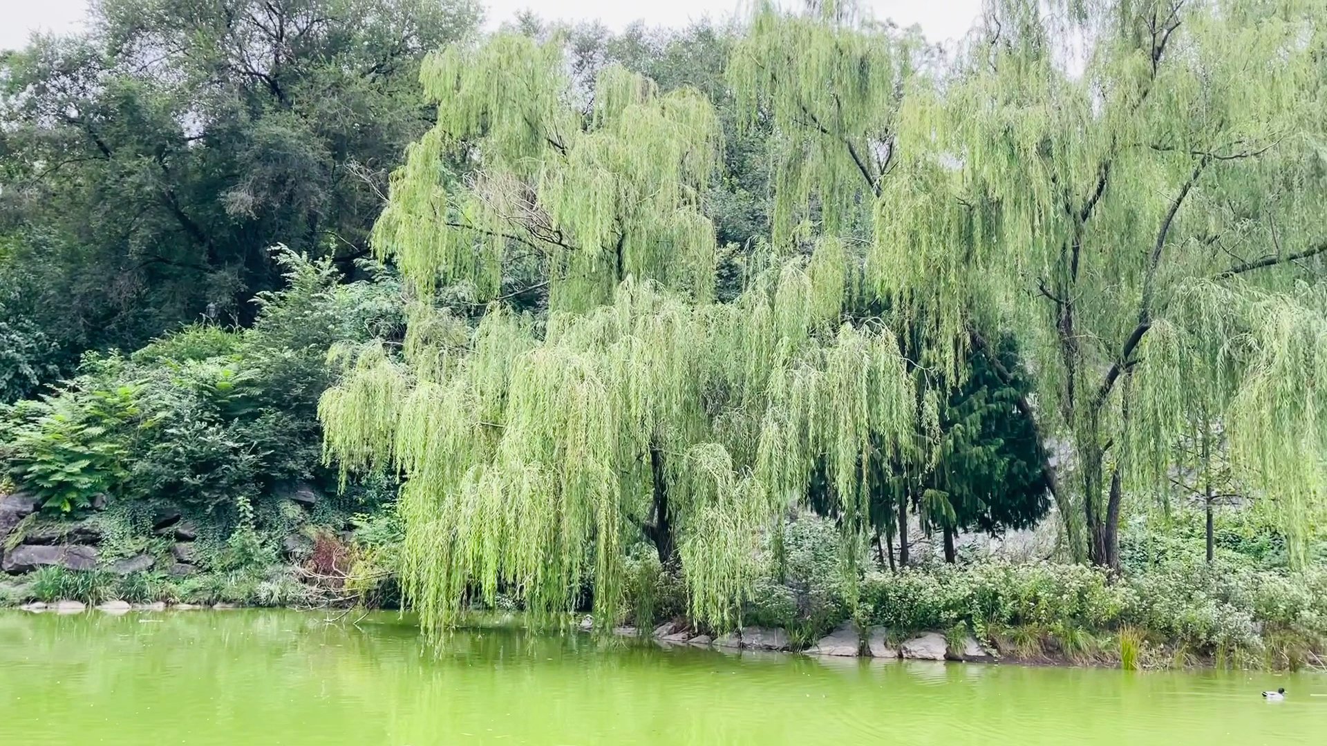 Morningside Waterfall - New York, NY