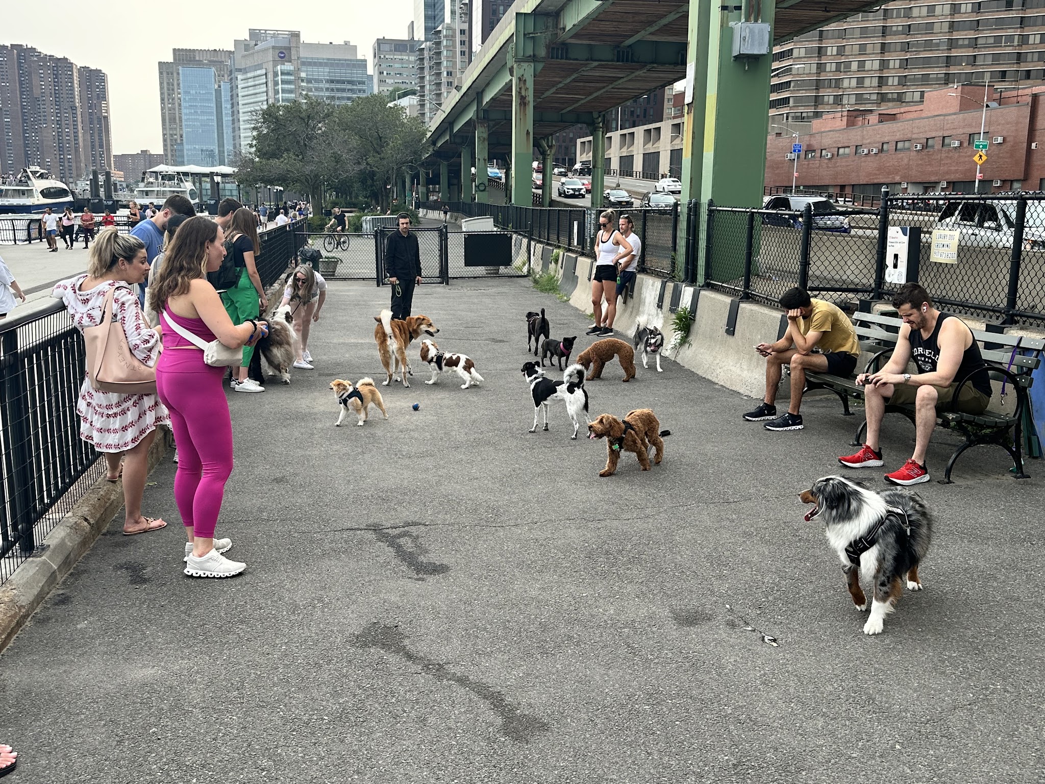 New Wave Pier Dog Run - New York, NY