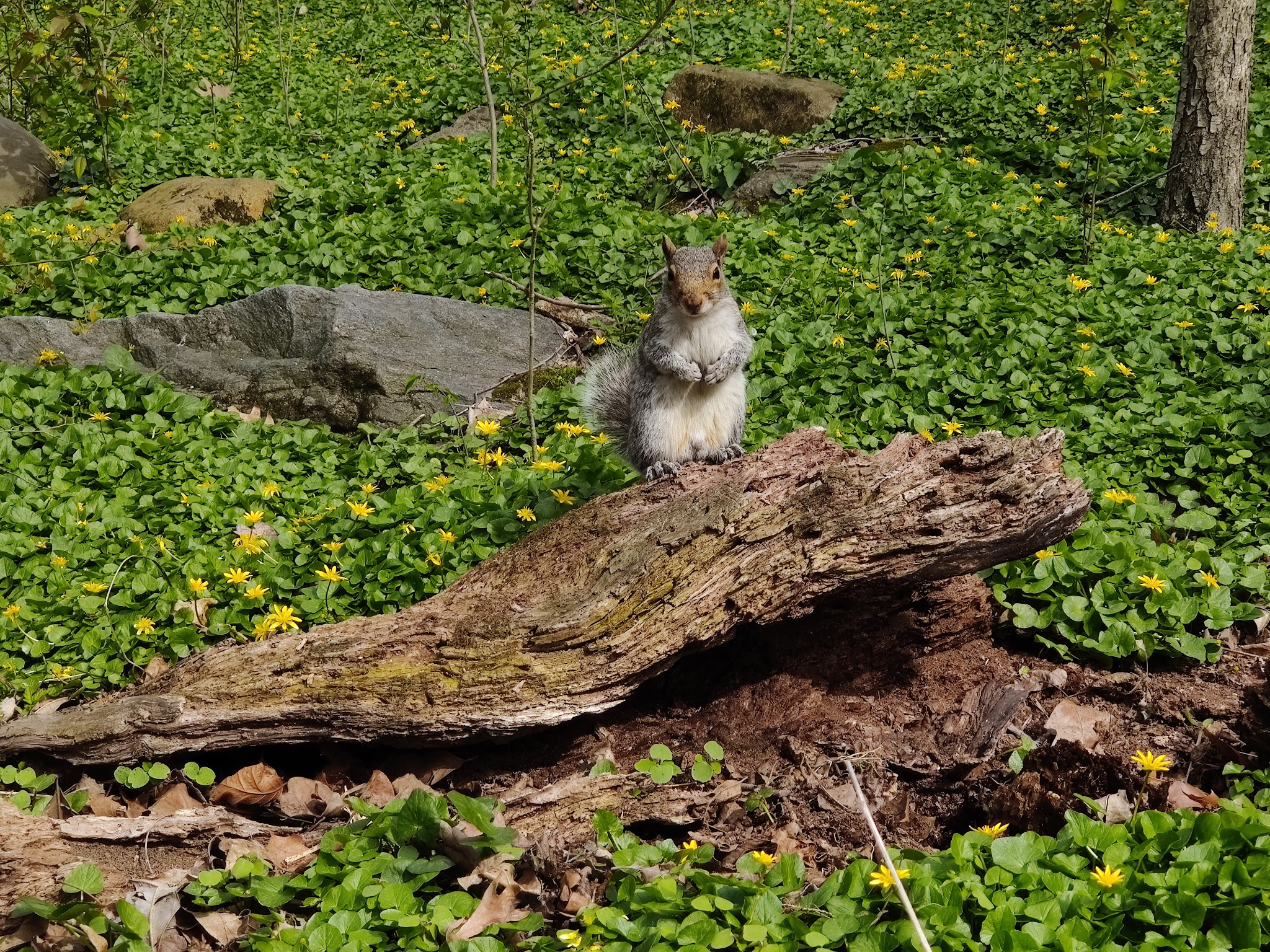 North Woods Loch Double Waterfall - New York, NY
