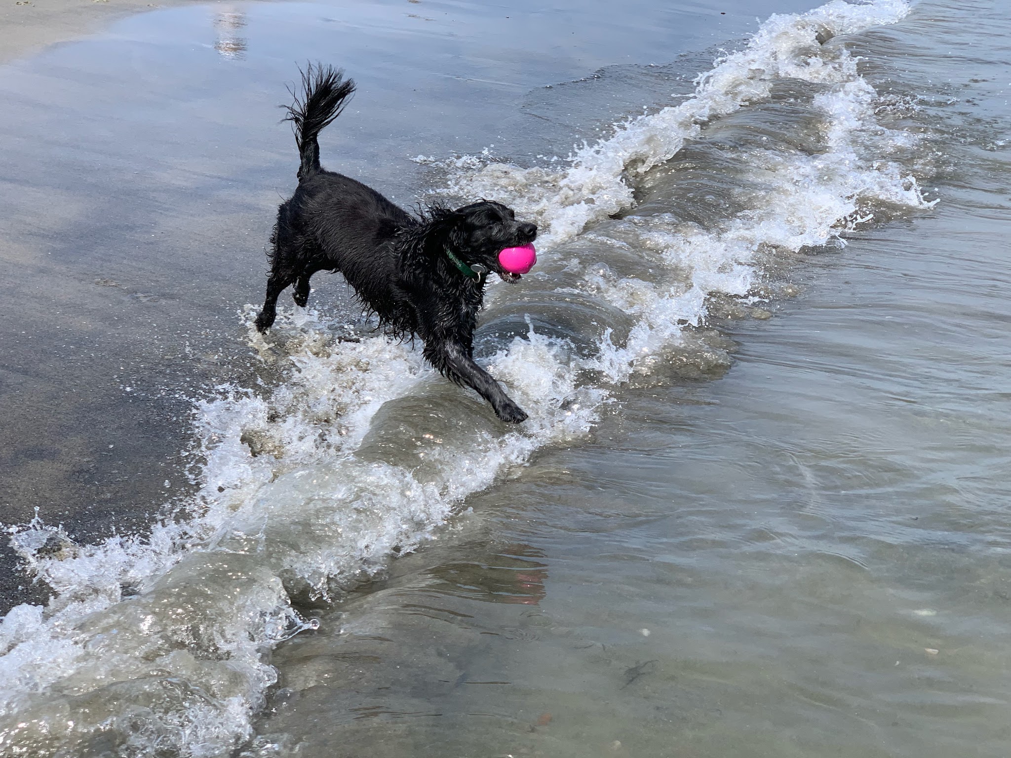 PawsOnPark - New York, NY