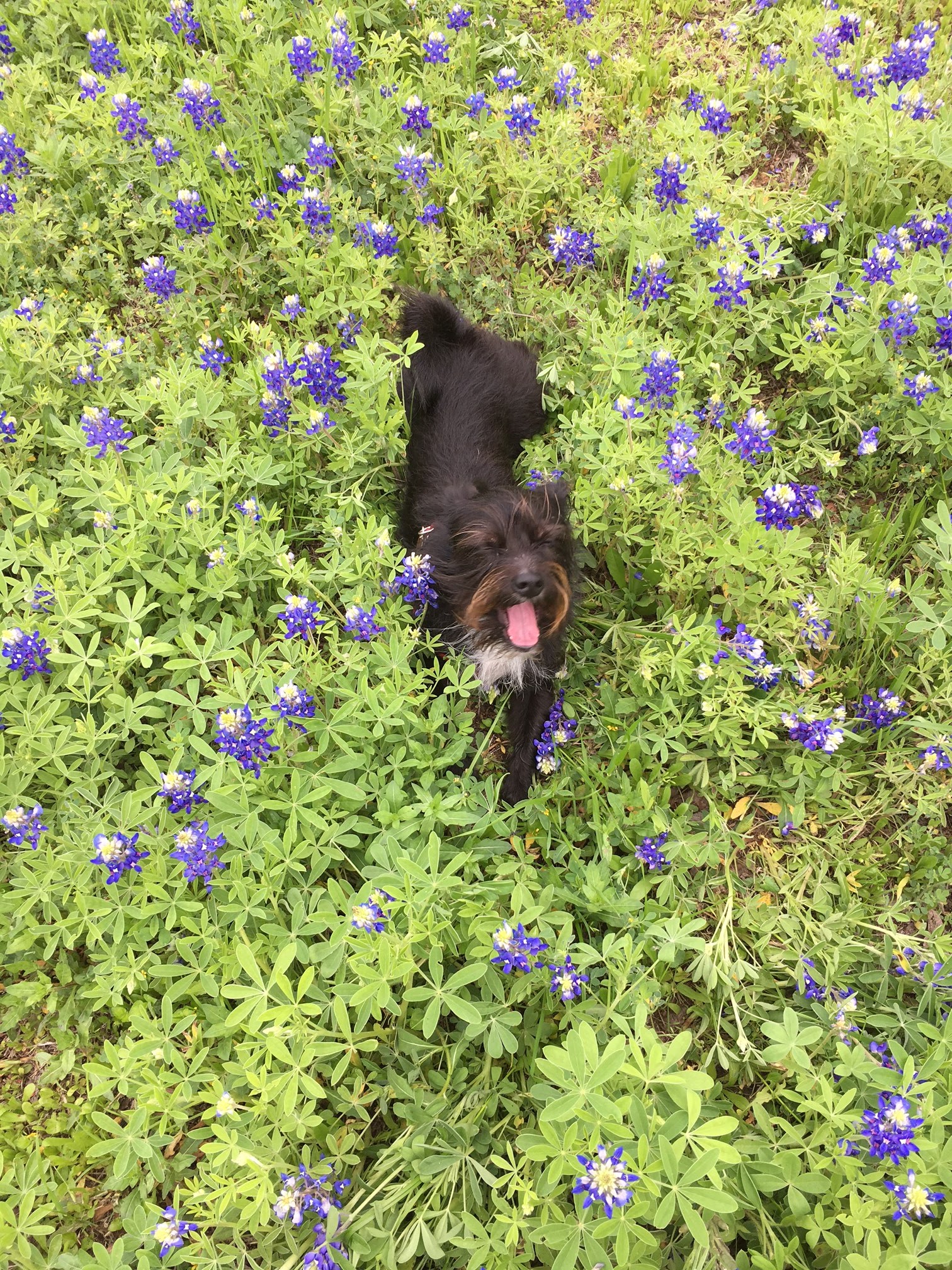 PawsOnPark - New York, NY