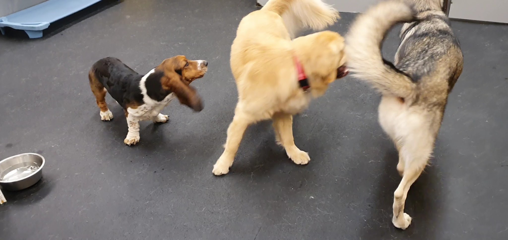 Playground Pups - New York, NY