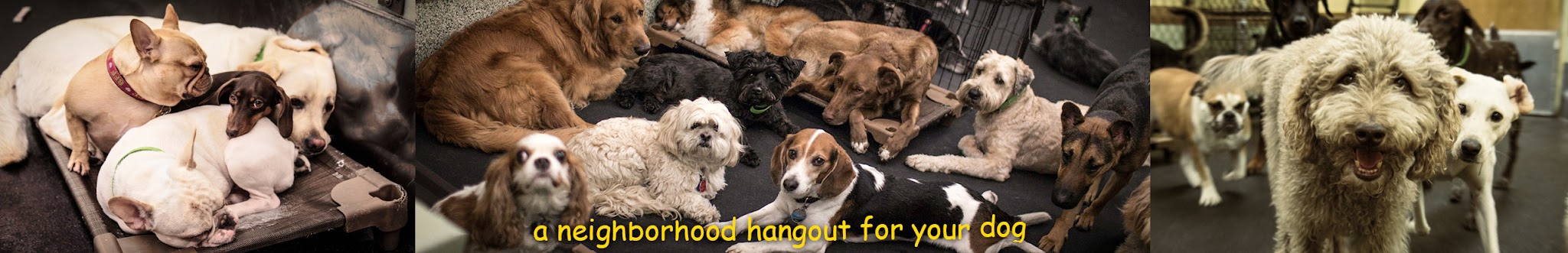 Playground Pups - New York, NY
