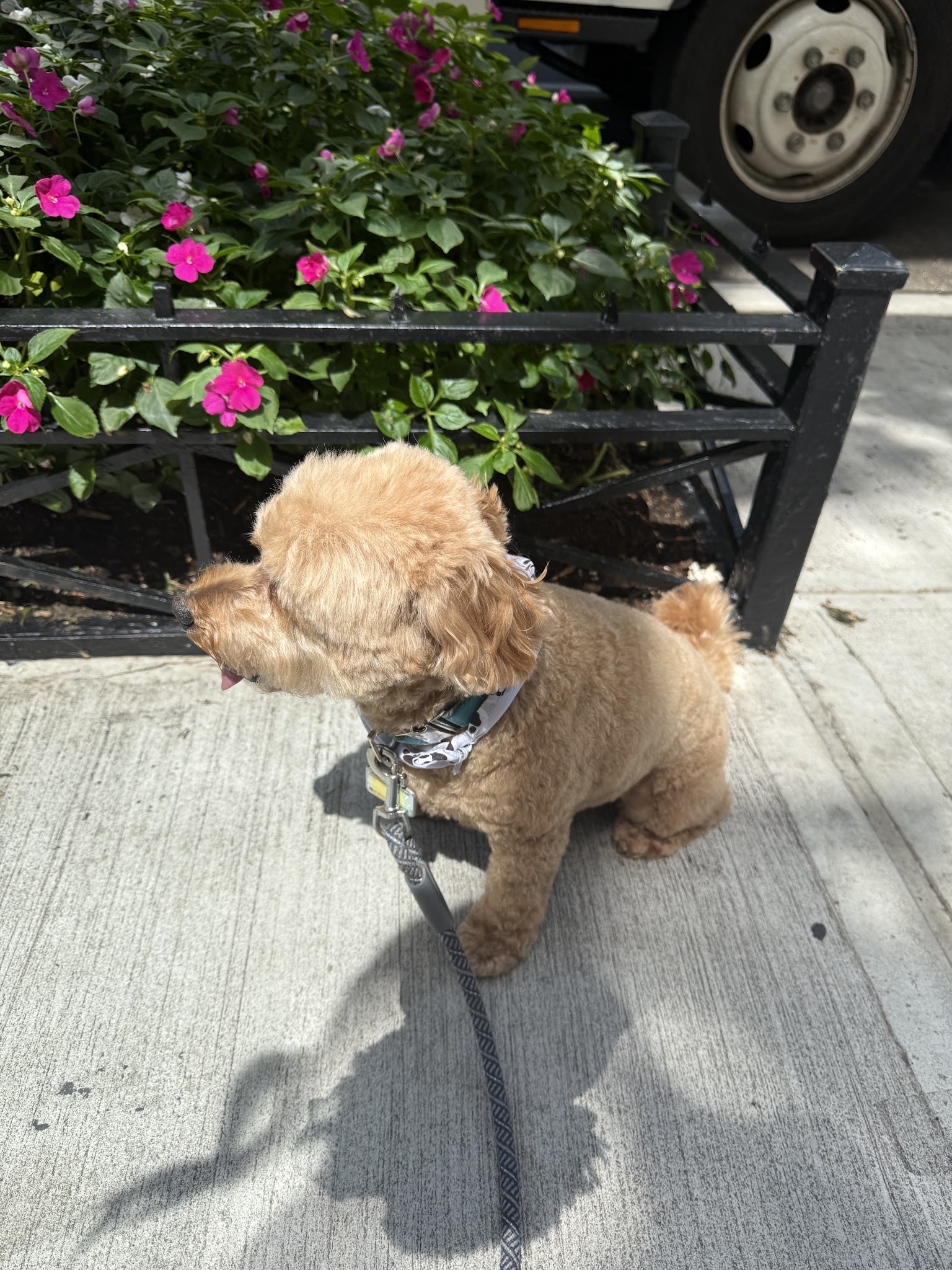 Puppy Loft - New York, NY