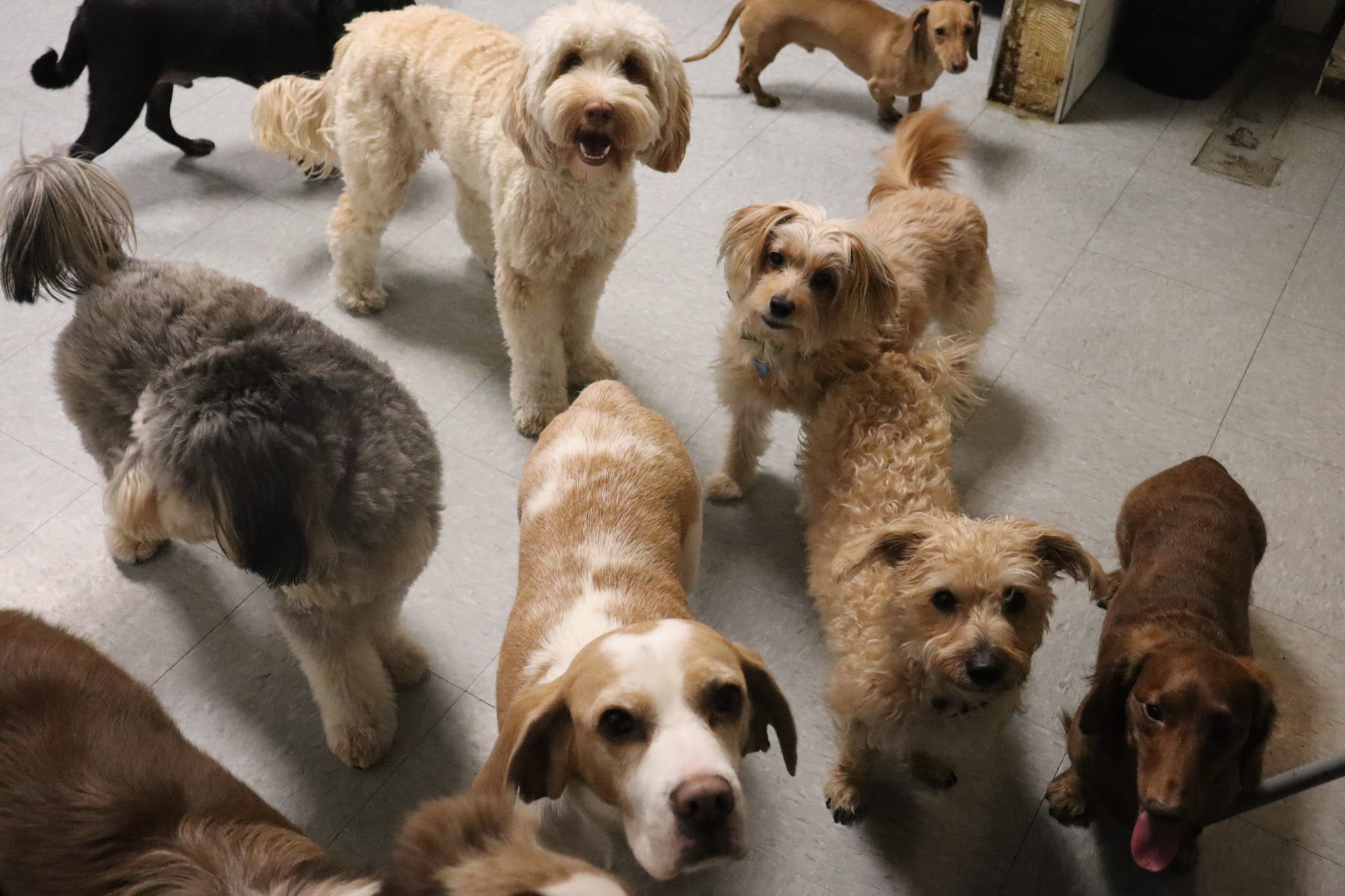 Puppy Loft - New York, NY