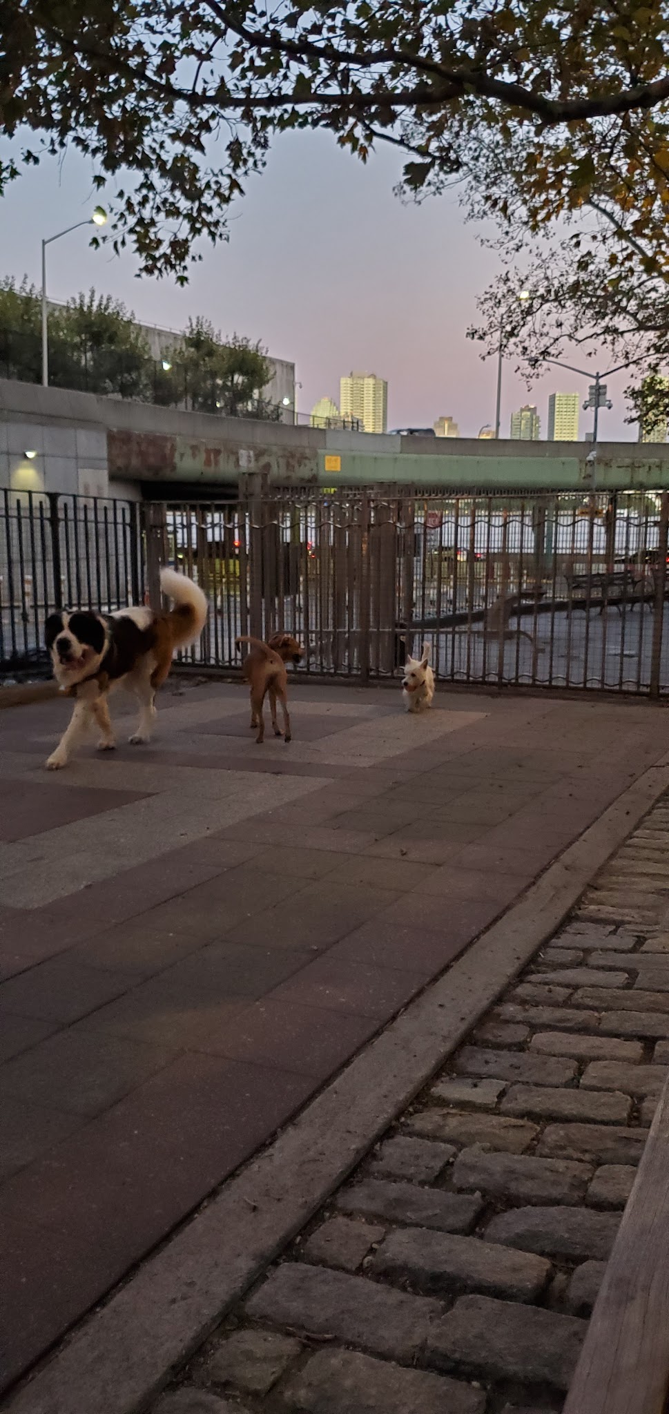 Robert Moses Dog Run - New York, NY