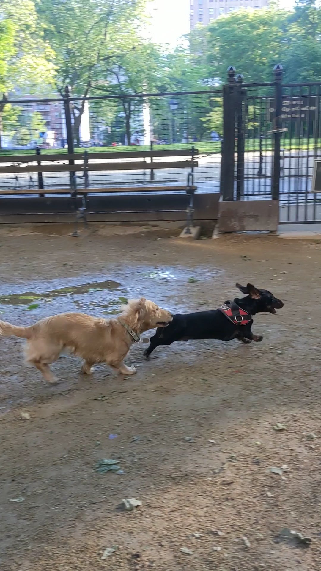 Robin Kovary Dog Run for Small Dogs - New York, NY